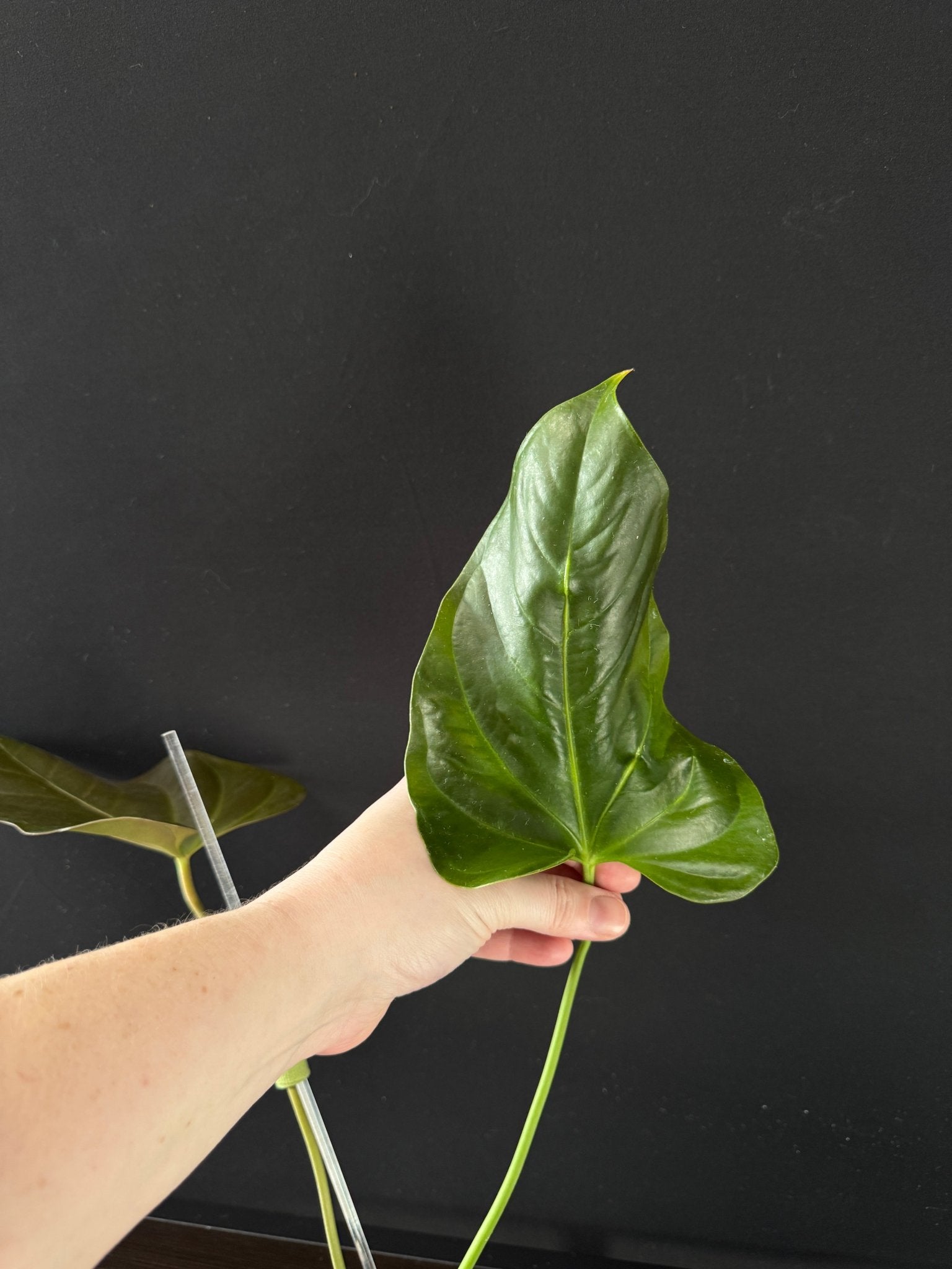 Anthurium Moodeanum x - SMUKHI