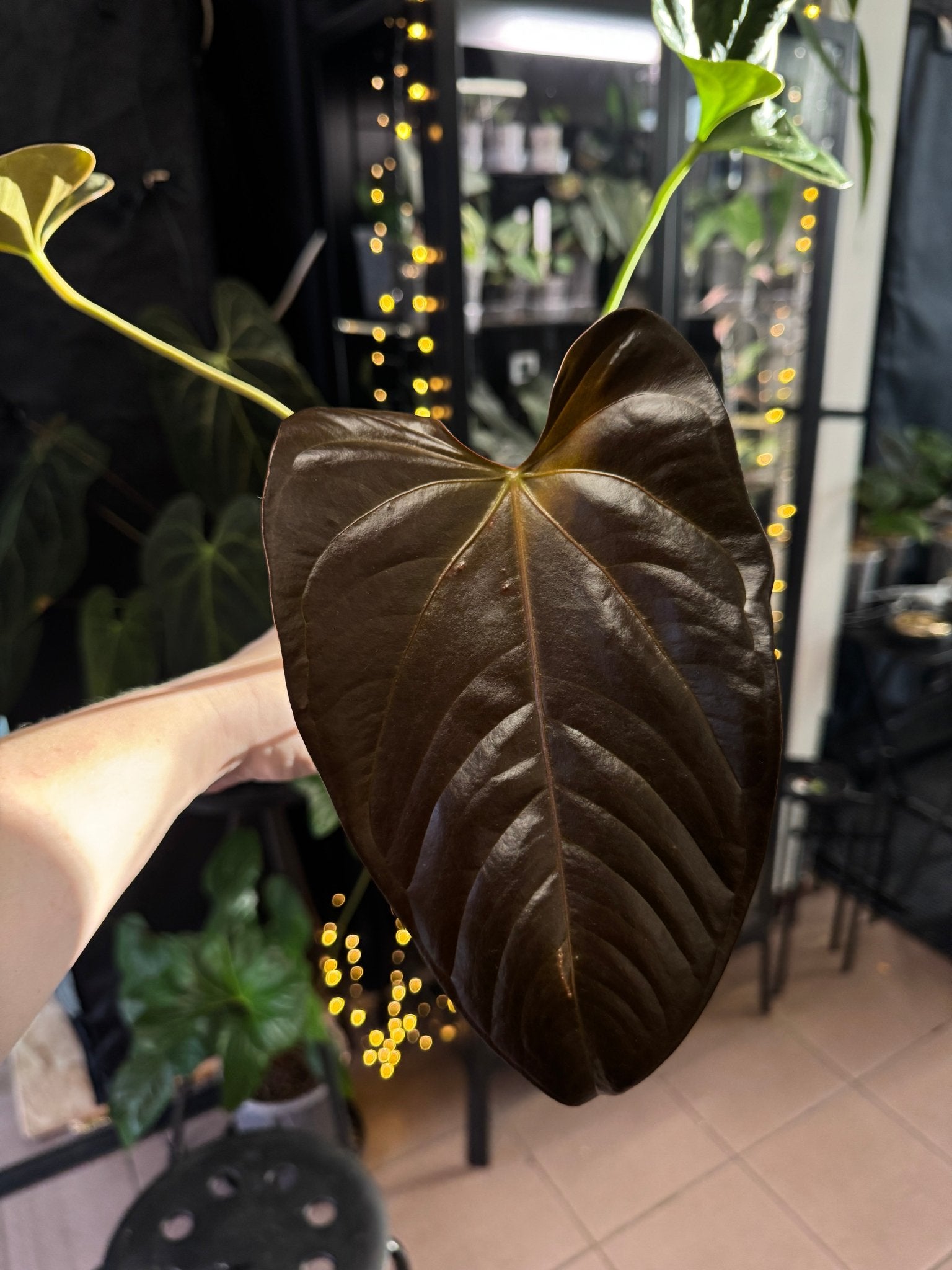 Anthurium Moodeanum x - SMUKHI