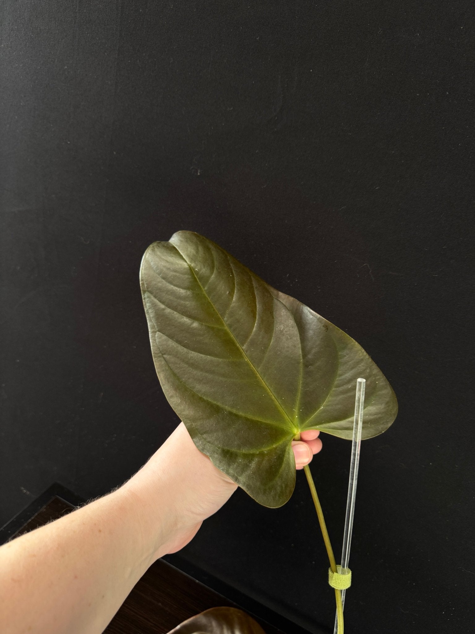 Anthurium Moodeanum x - SMUKHI