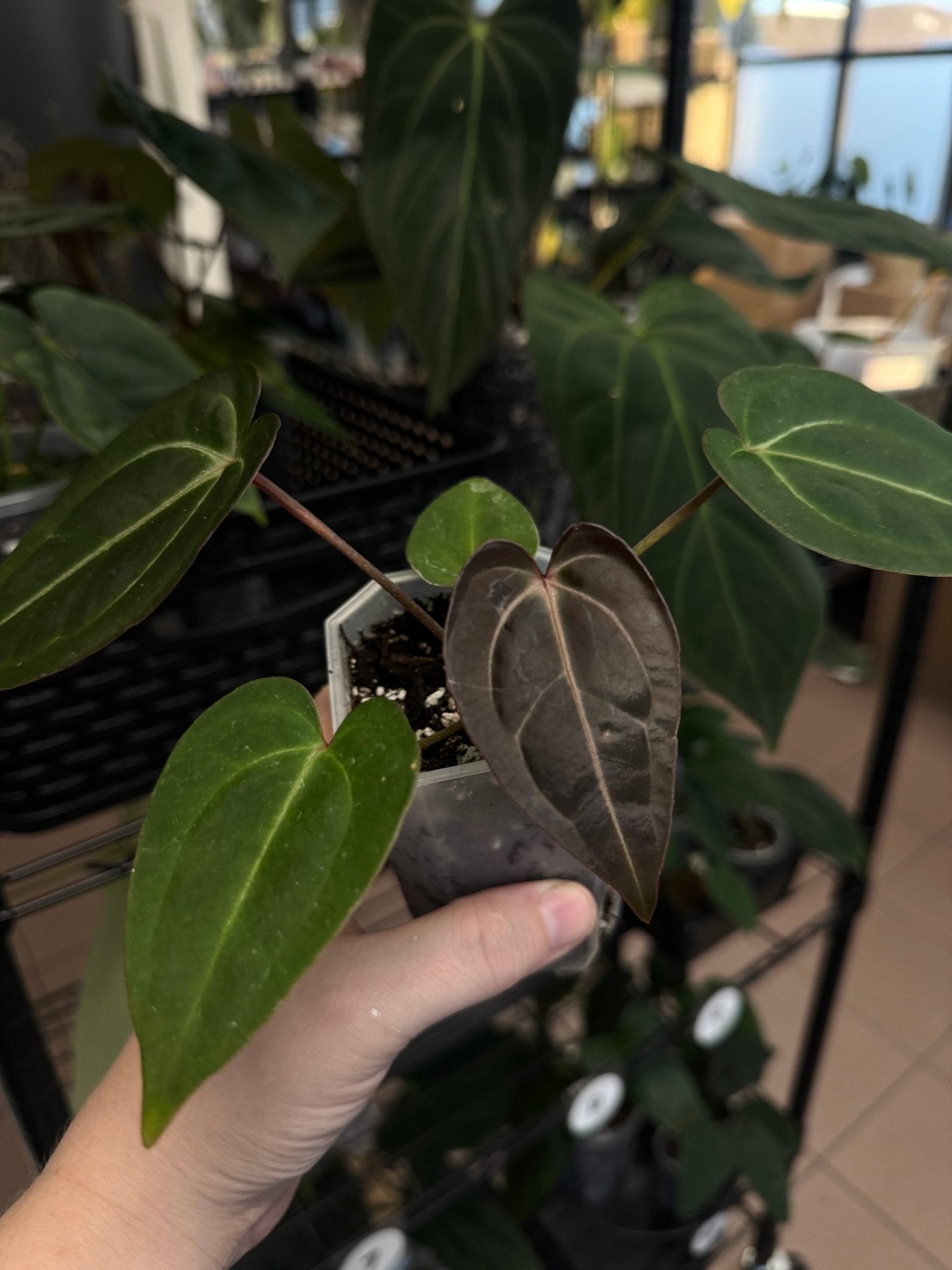 Anthurium noID (Lost Tag) - SMUKHI