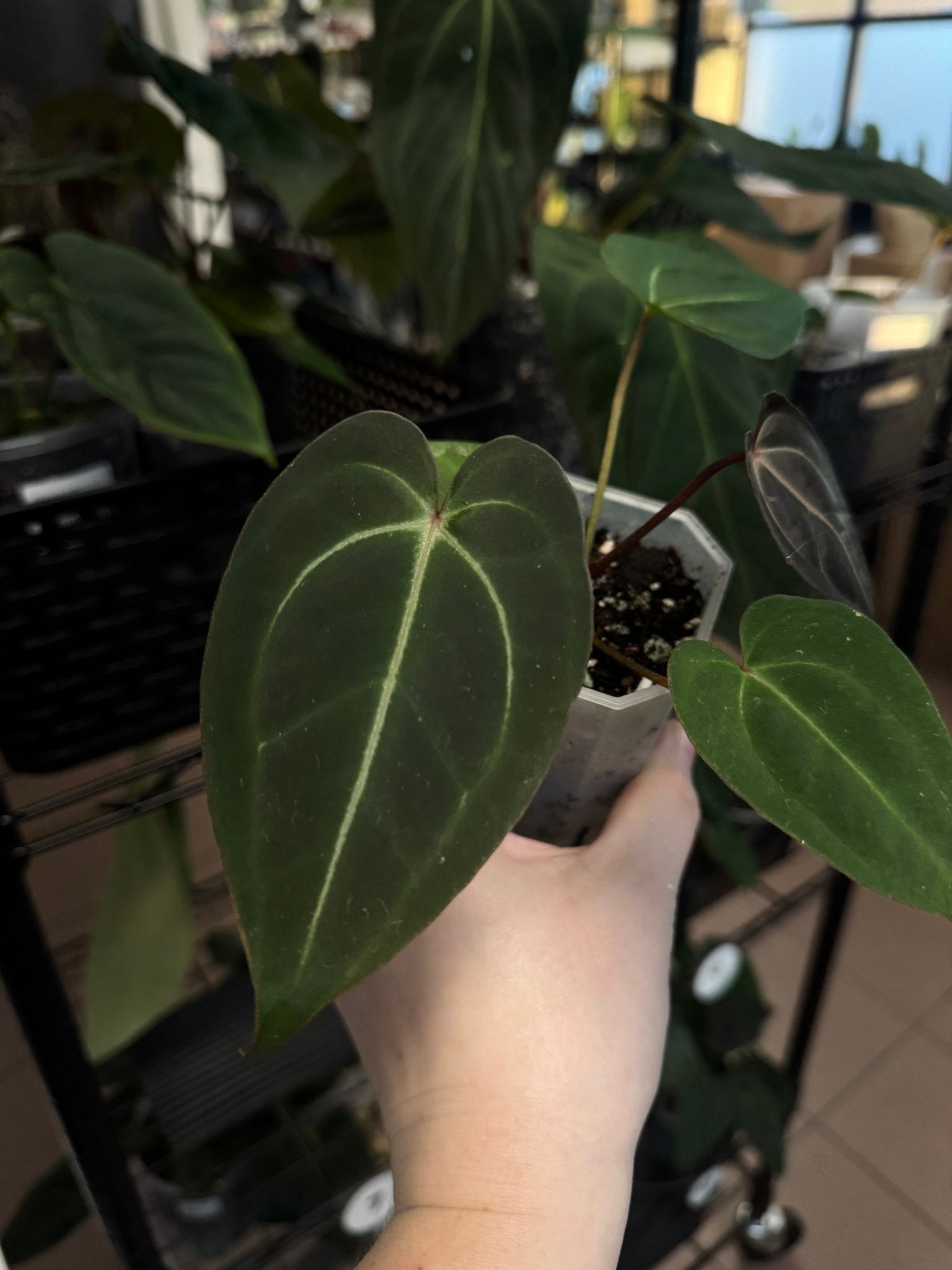 Anthurium noID (Lost Tag) - SMUKHI