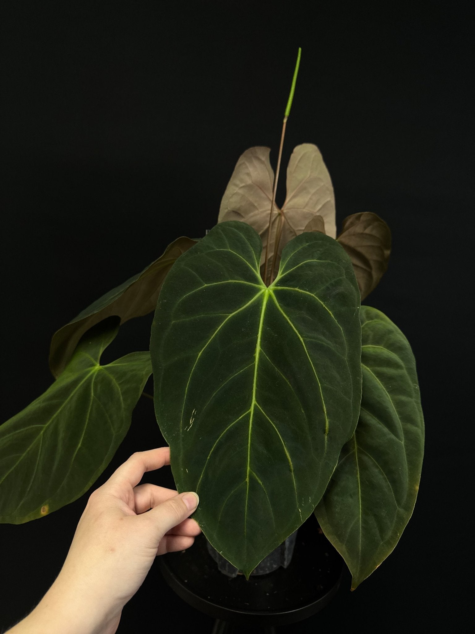 Anthurium noID (Papillilaminum x) - SMUKHI