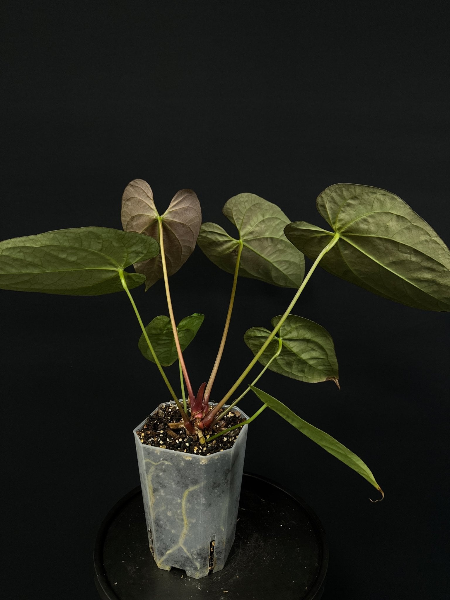 Anthurium noID (Papillilaminum x) - SMUKHI