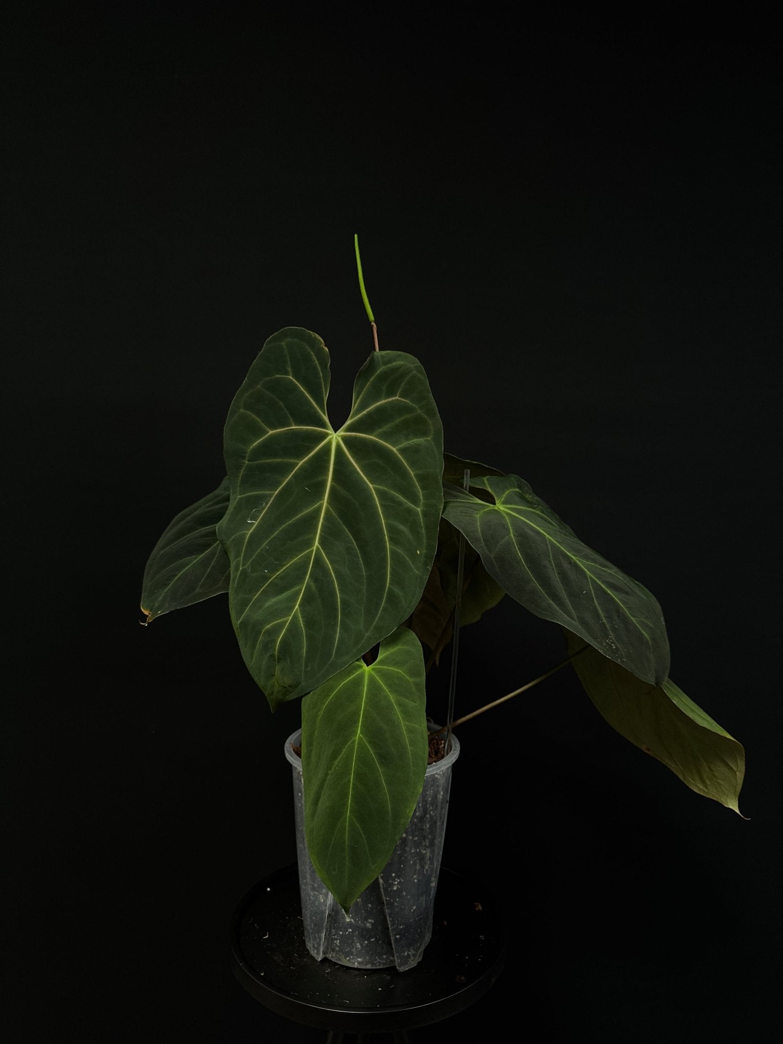 Anthurium noID (Papillilaminum x) - SMUKHI