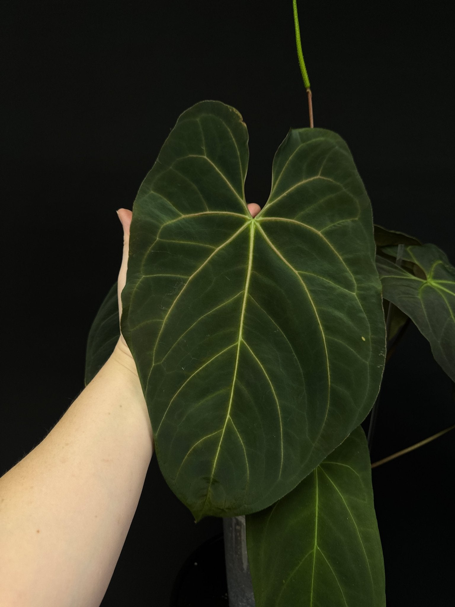 Anthurium noID (Papillilaminum x) - SMUKHI