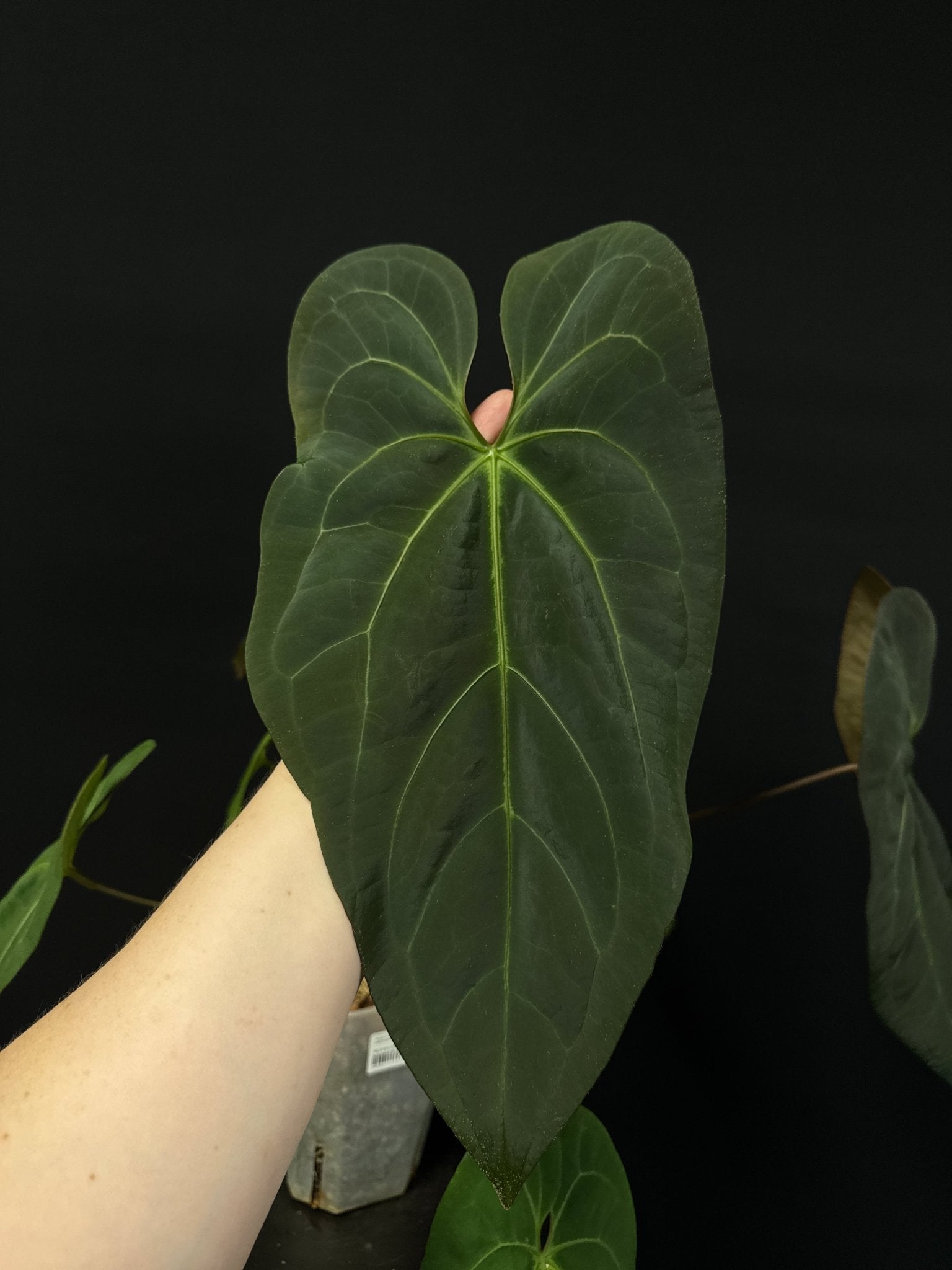 Anthurium noID (Papillilaminum x) - SMUKHI