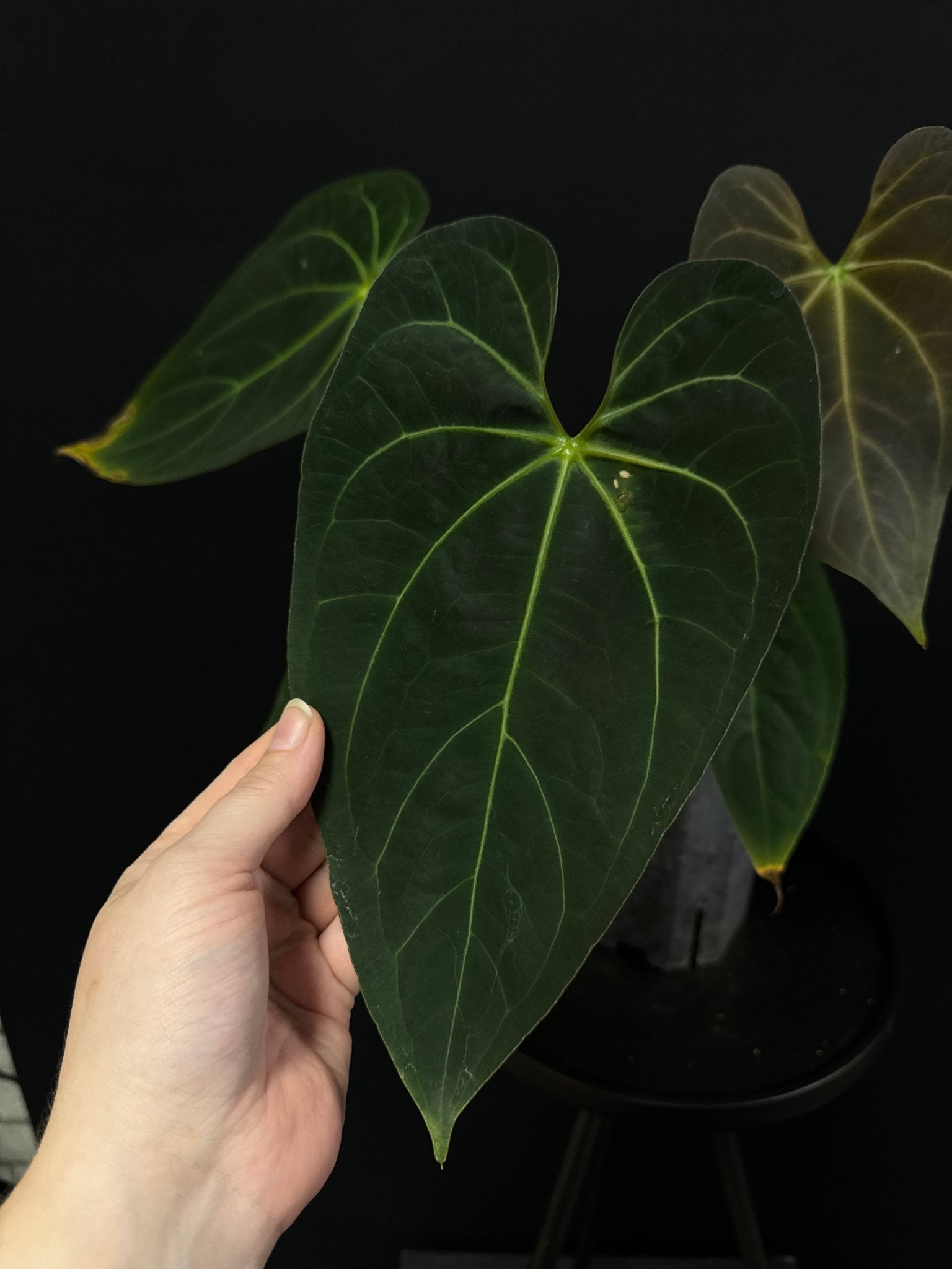 Anthurium noID (Papillilaminum x) - SMUKHI