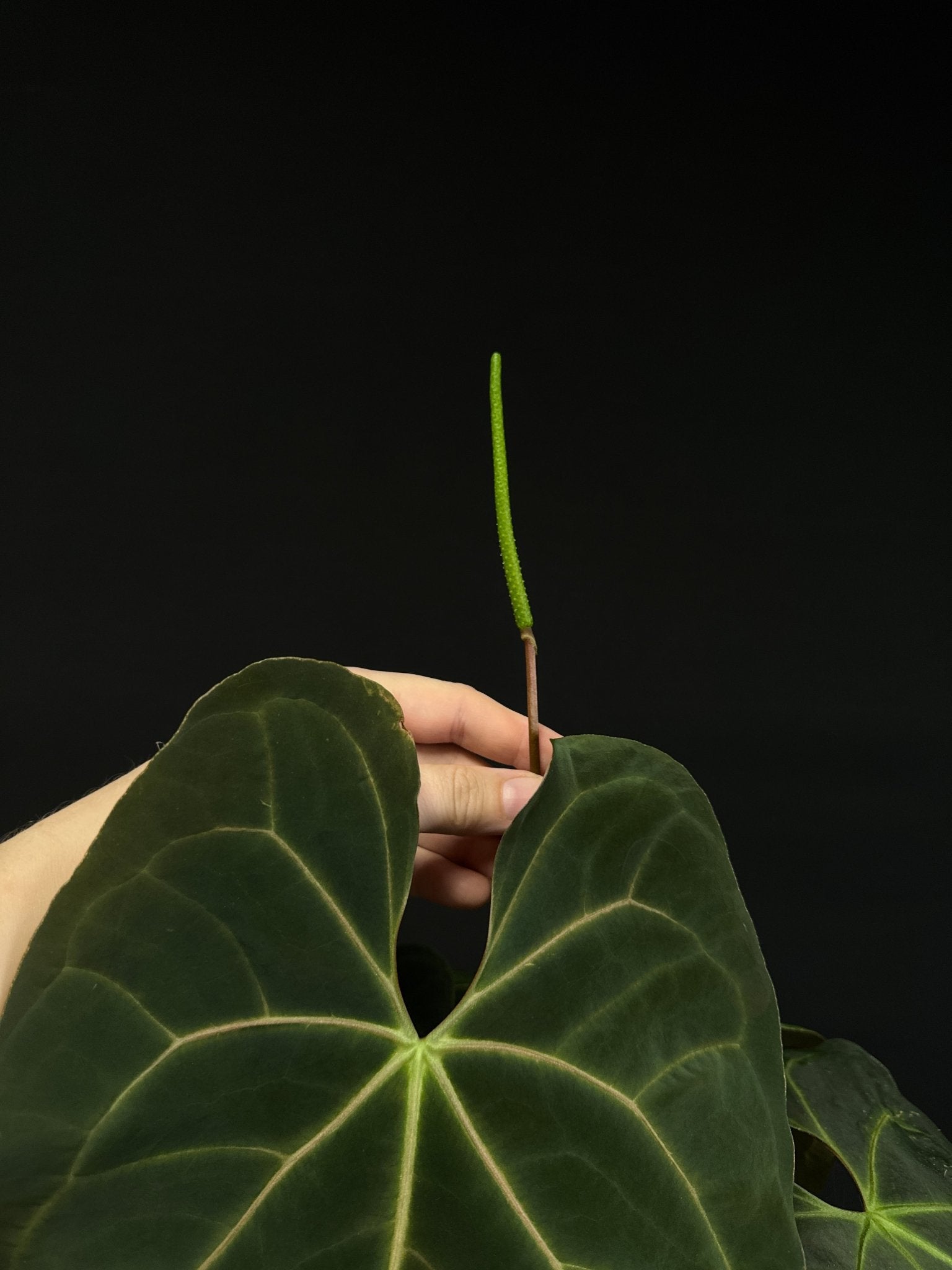 Anthurium noID (Papillilaminum x) - SMUKHI