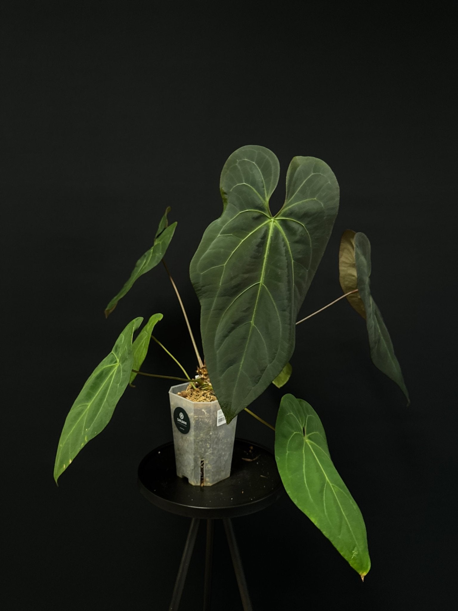 Anthurium noID (Papillilaminum x) - SMUKHI