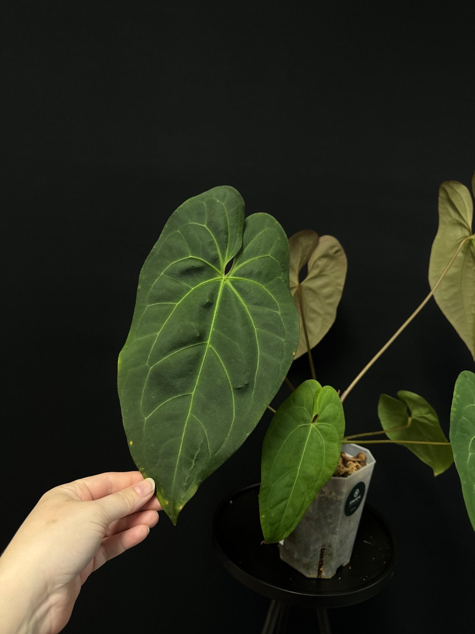 Anthurium noID (Papillilaminum x) - SMUKHI