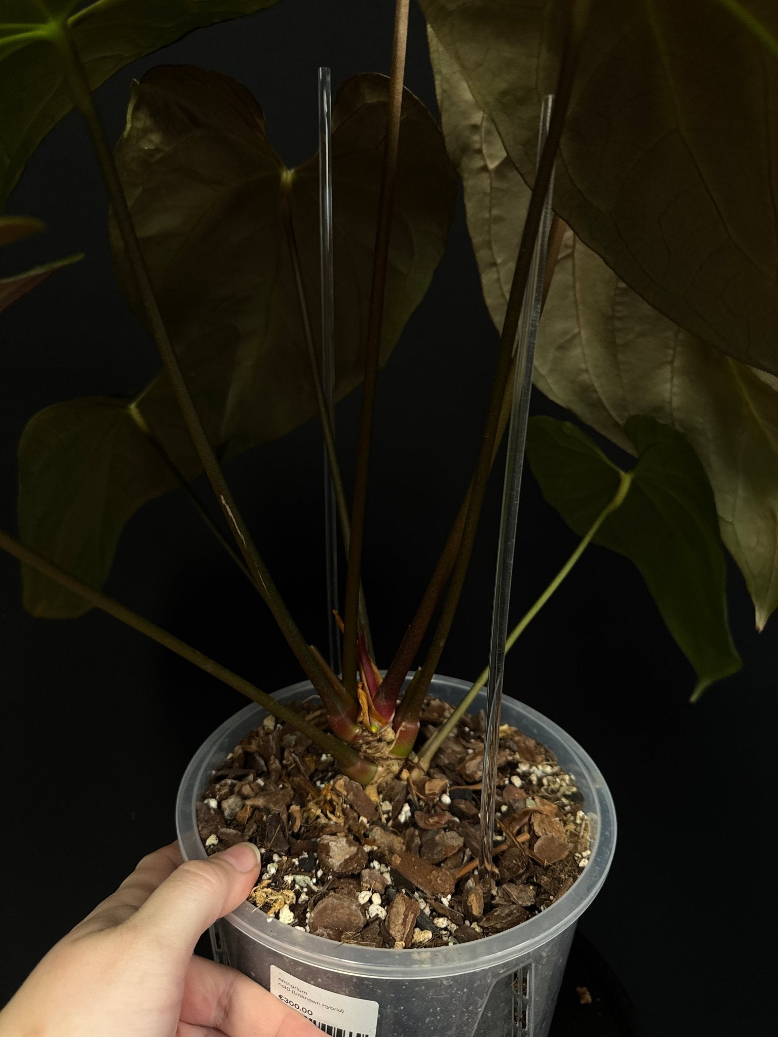 Anthurium noID (Papillilaminum x) - SMUKHI