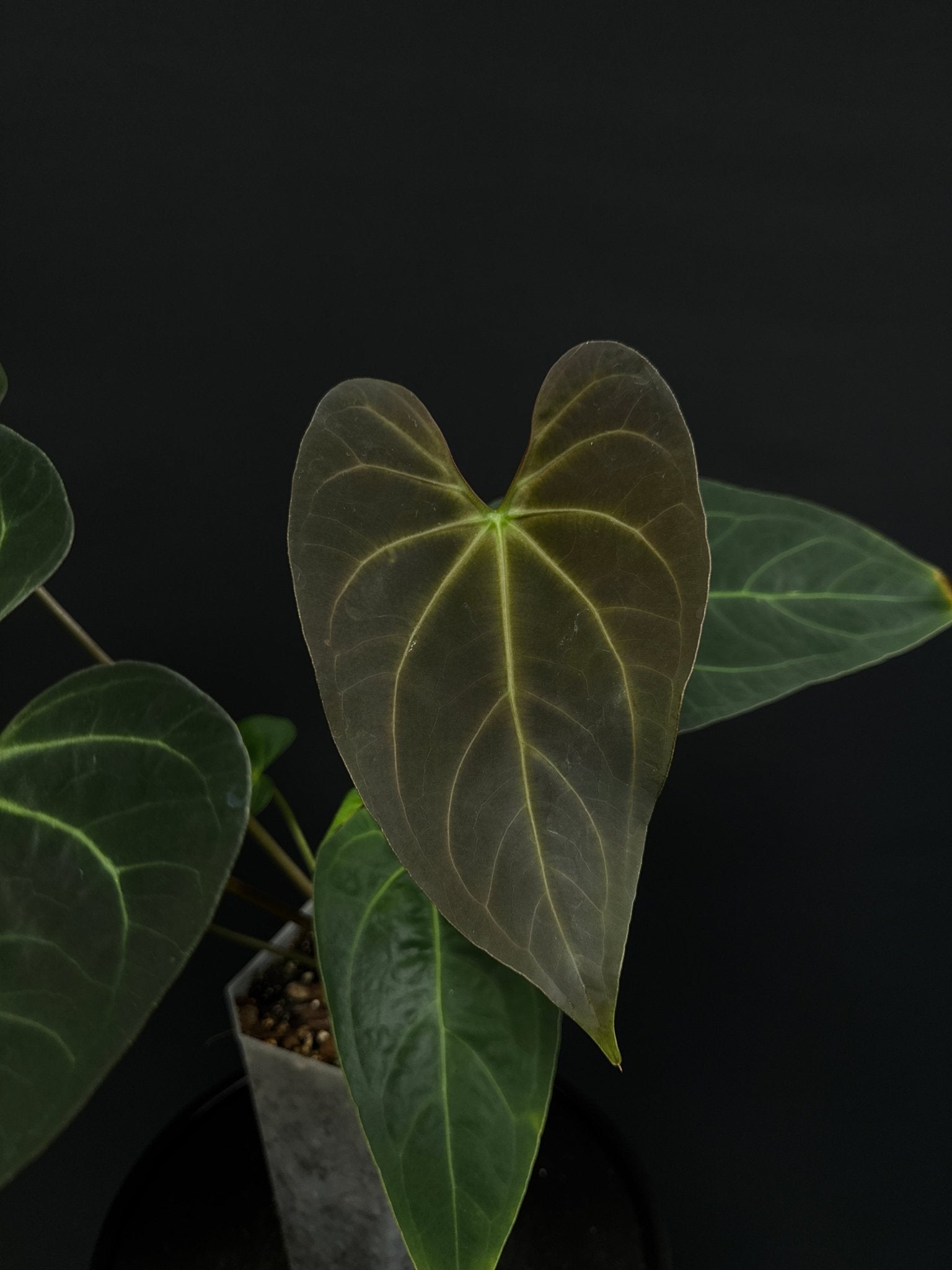 Anthurium noID (Papillilaminum x) - SMUKHI