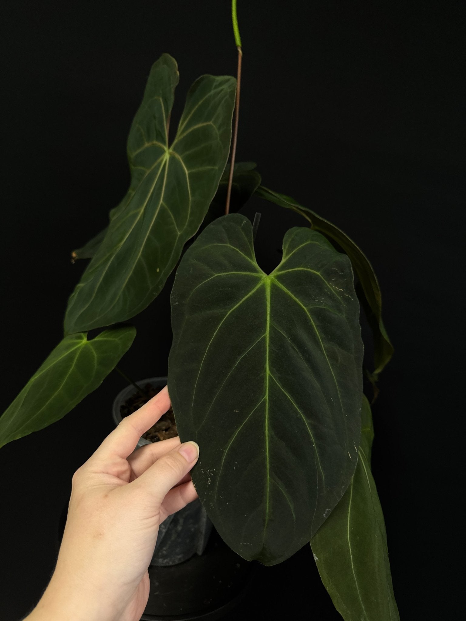 Anthurium noID (Papillilaminum x) - SMUKHI