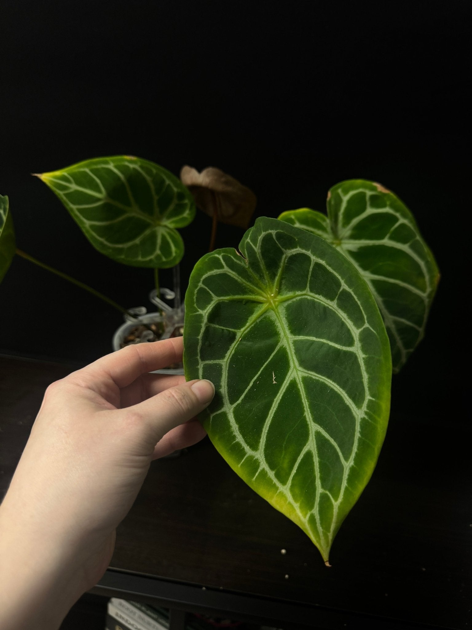 Anthurium noID - SMUKHI