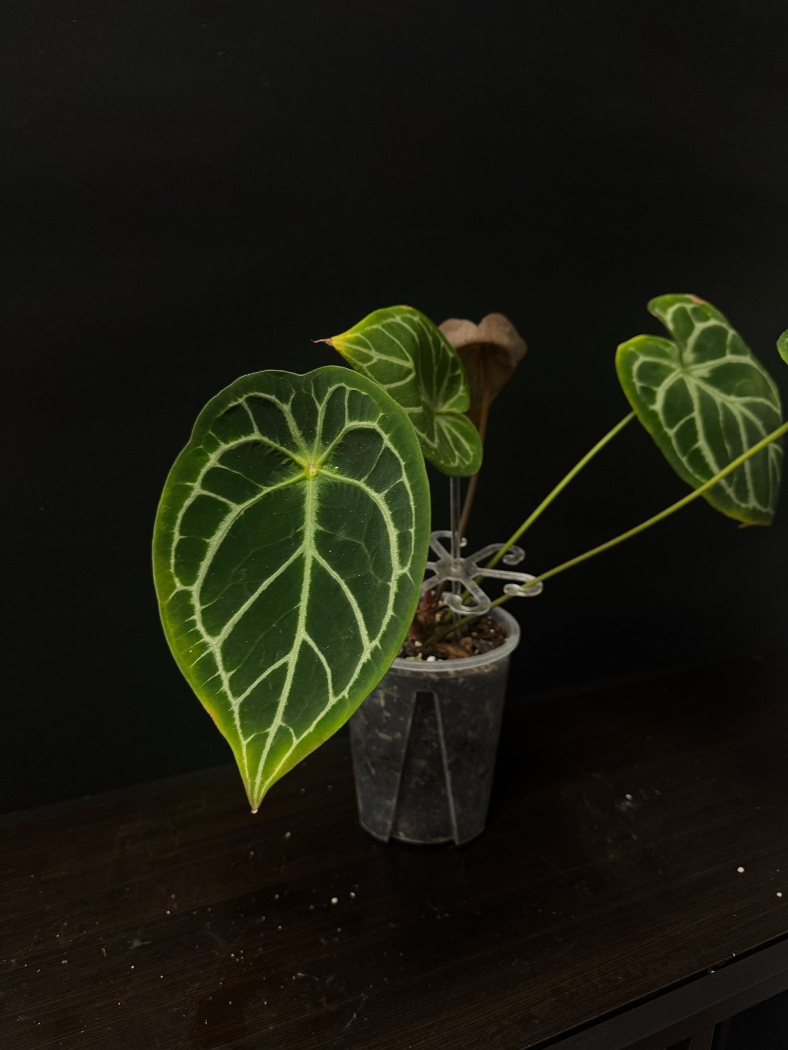 Anthurium noID - SMUKHI