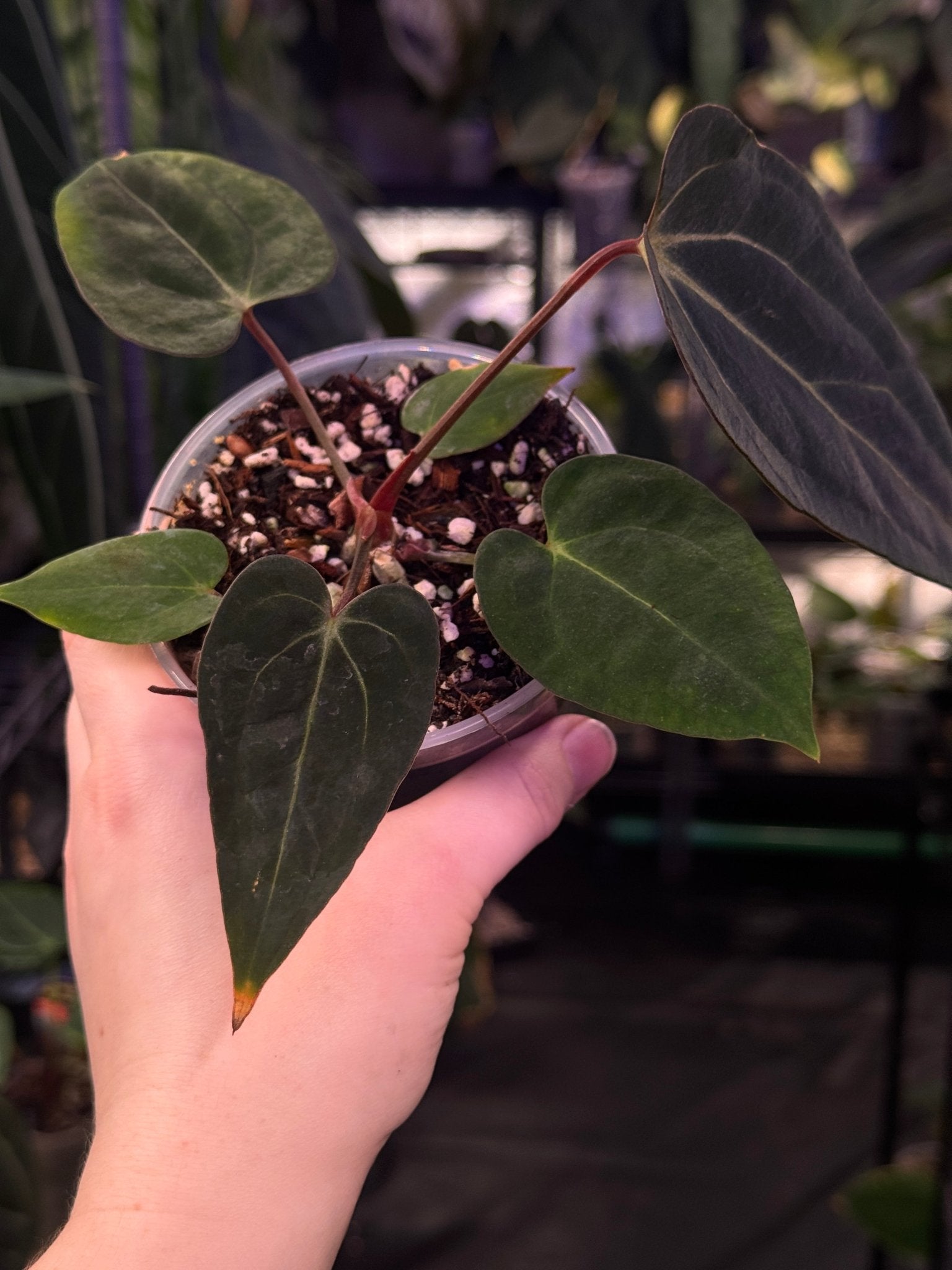 Anthurium NSE Carlablackiae x - SMUKHI