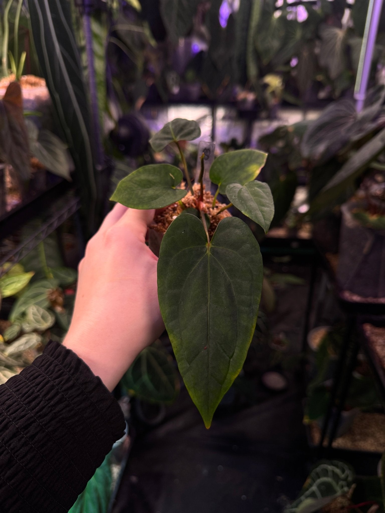 Anthurium NSE Portillae x NSE Dressleri - SMUKHI