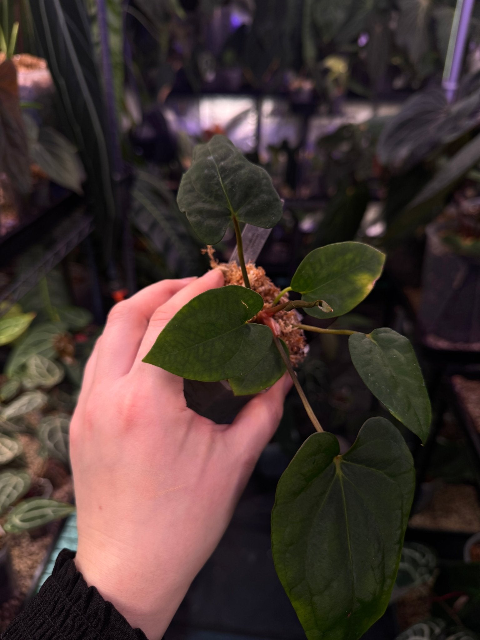 Anthurium NSE Portillae x NSE Dressleri - SMUKHI