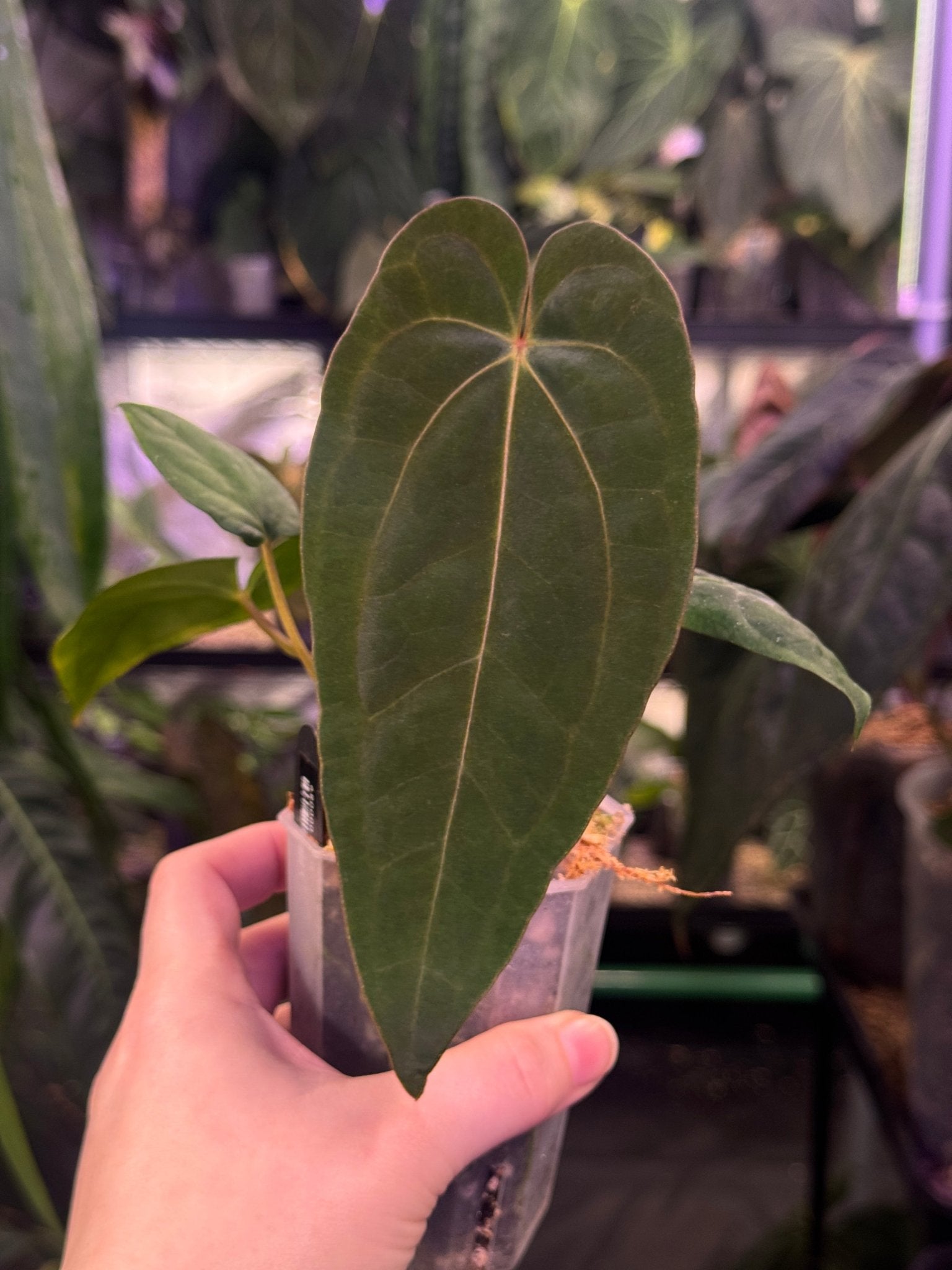 Anthurium NSE Portillae x NSE Dressleri - SMUKHI