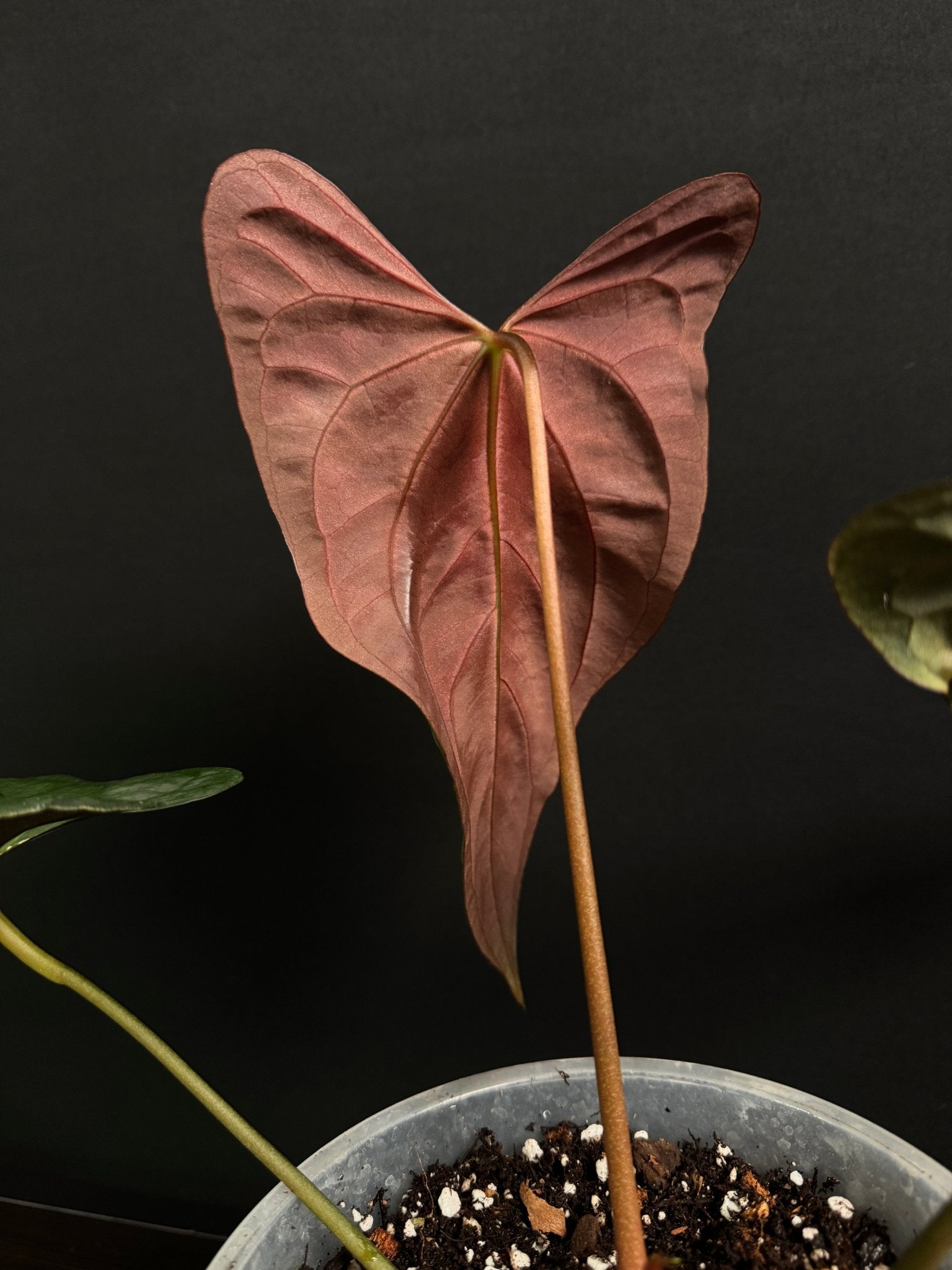 Anthurium Papillilaminum ‘Daniel’ - SMUKHI