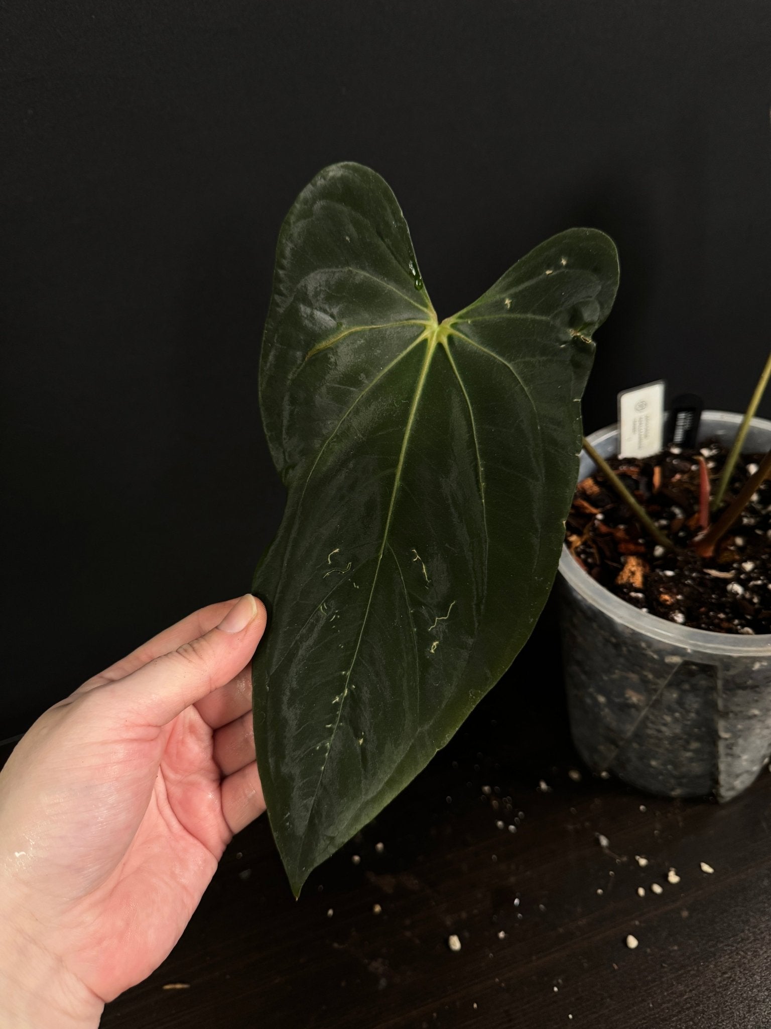 Anthurium Papillilaminum ‘Daniel’ - SMUKHI