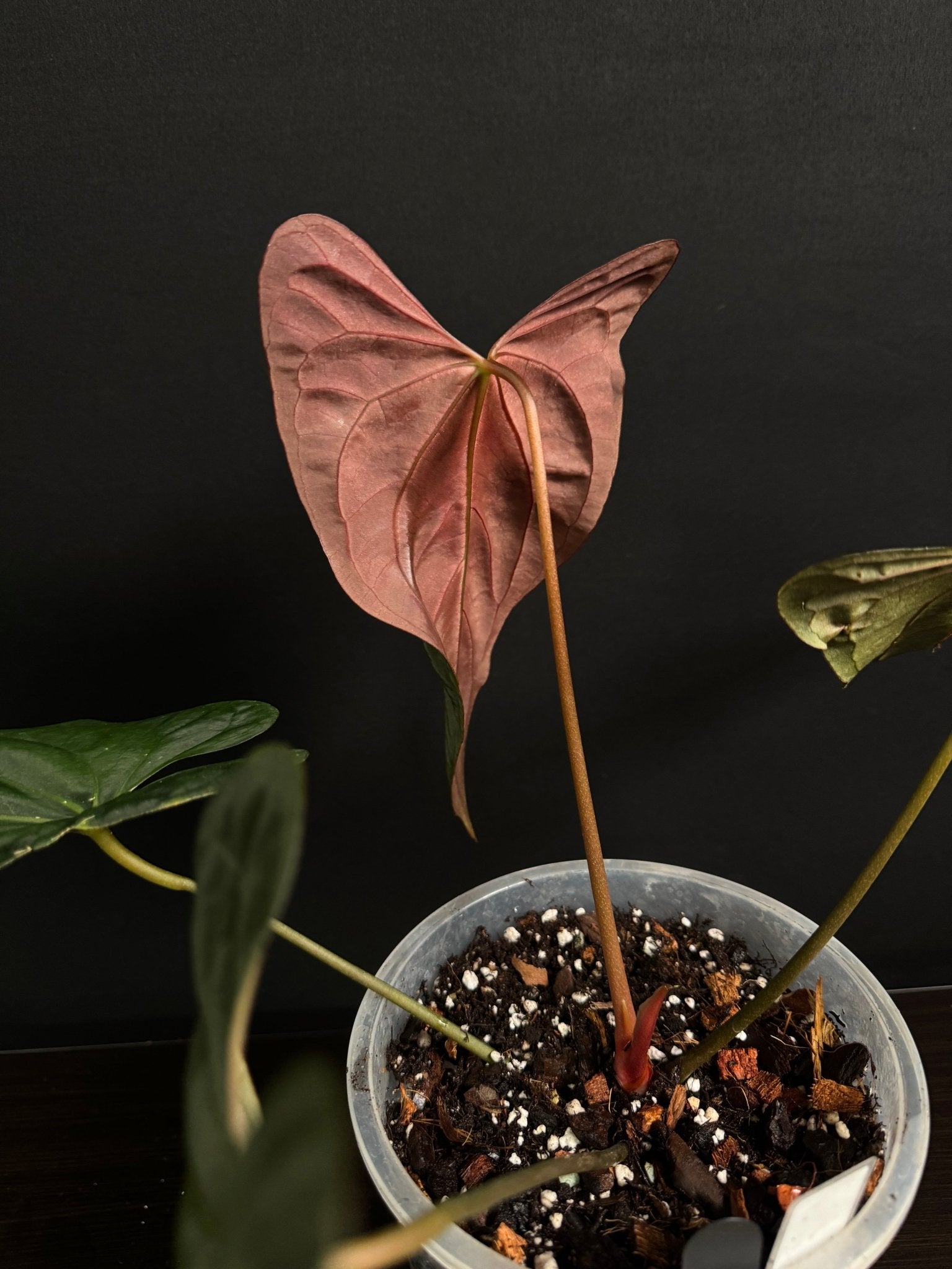 Anthurium Papillilaminum ‘Daniel’ - SMUKHI