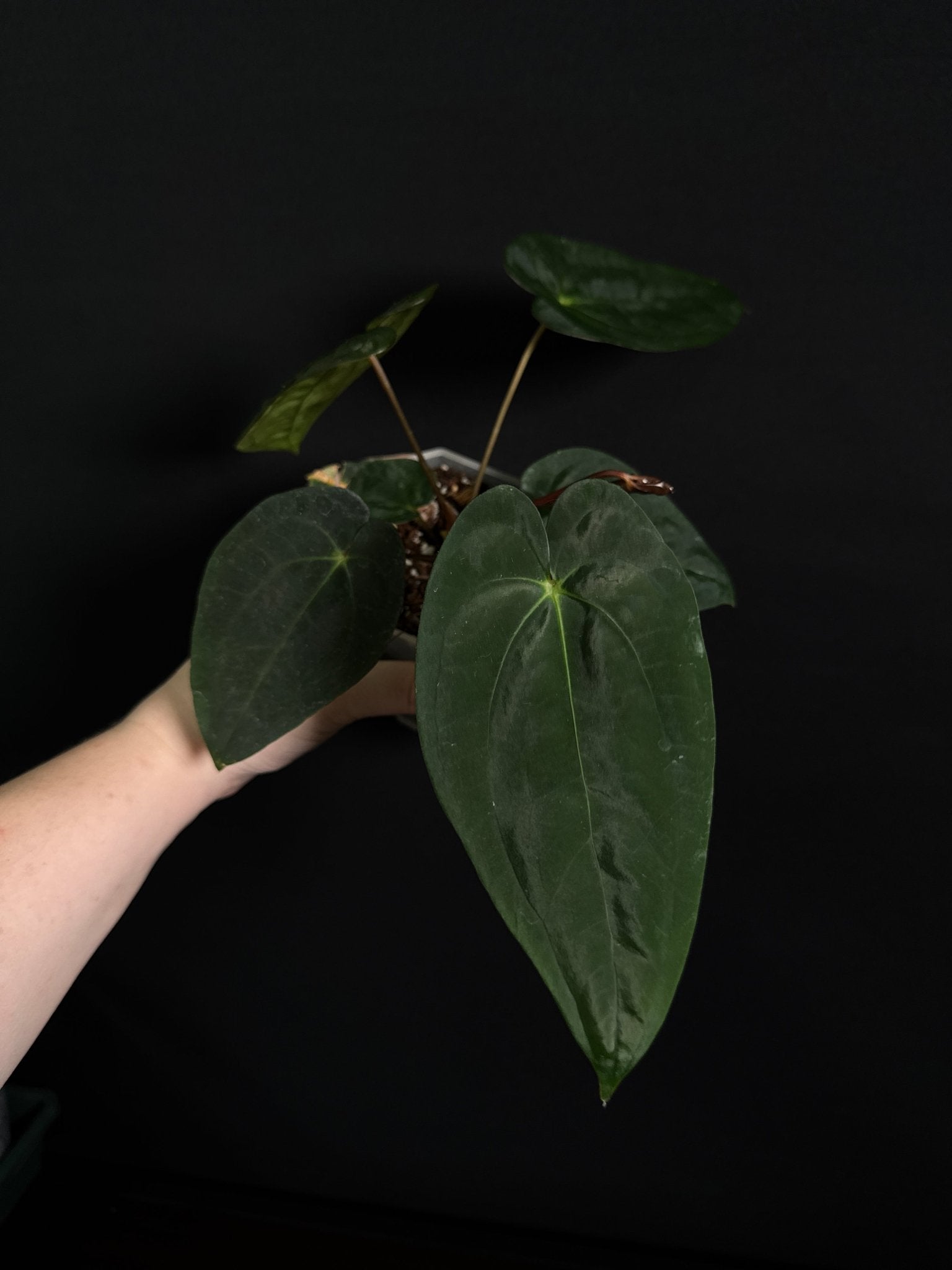 Anthurium Papillilaminum F1 ‘Lago Gatun’ - SMUKHI