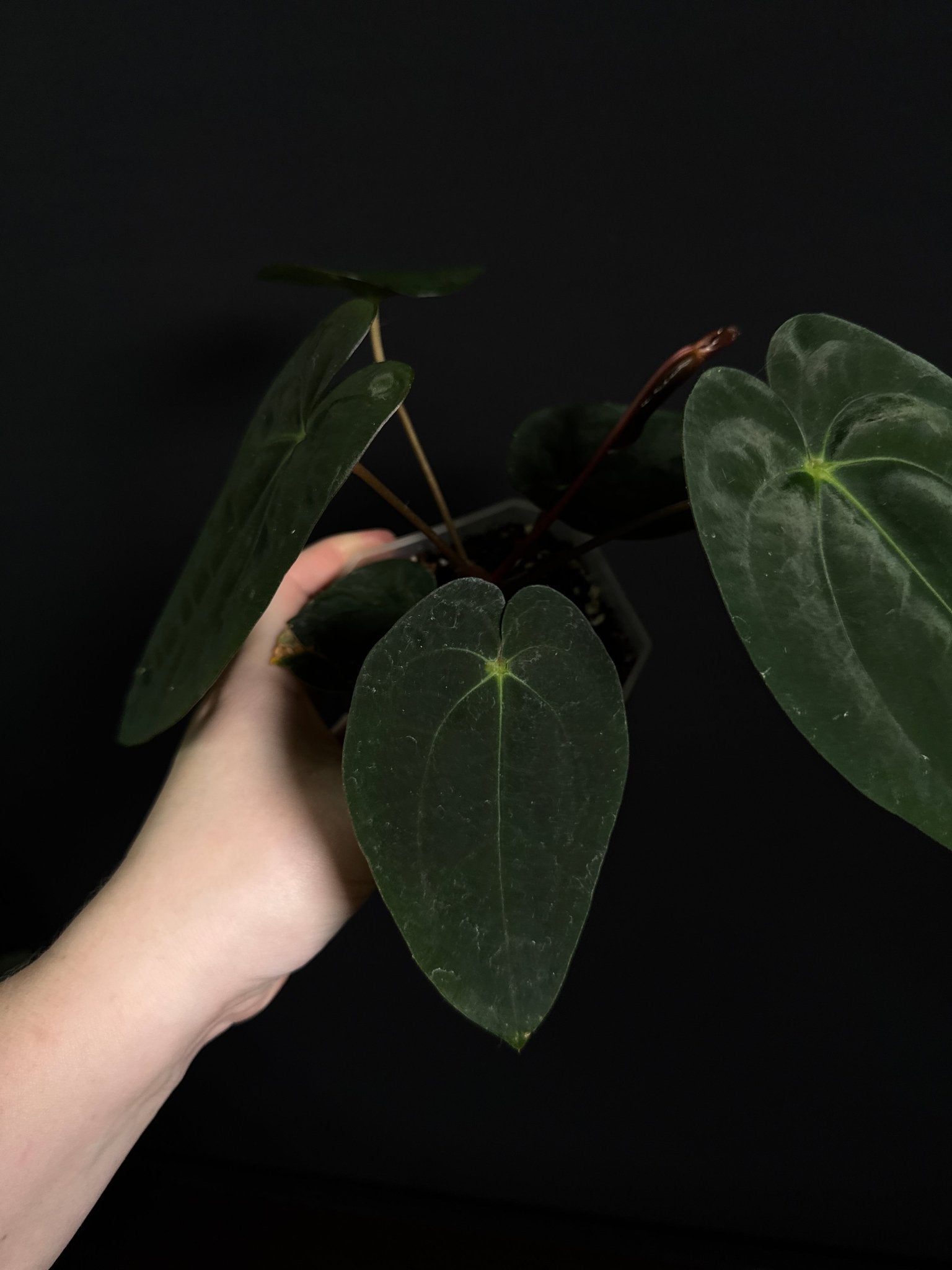 Anthurium Papillilaminum F1 ‘Lago Gatun’ - SMUKHI