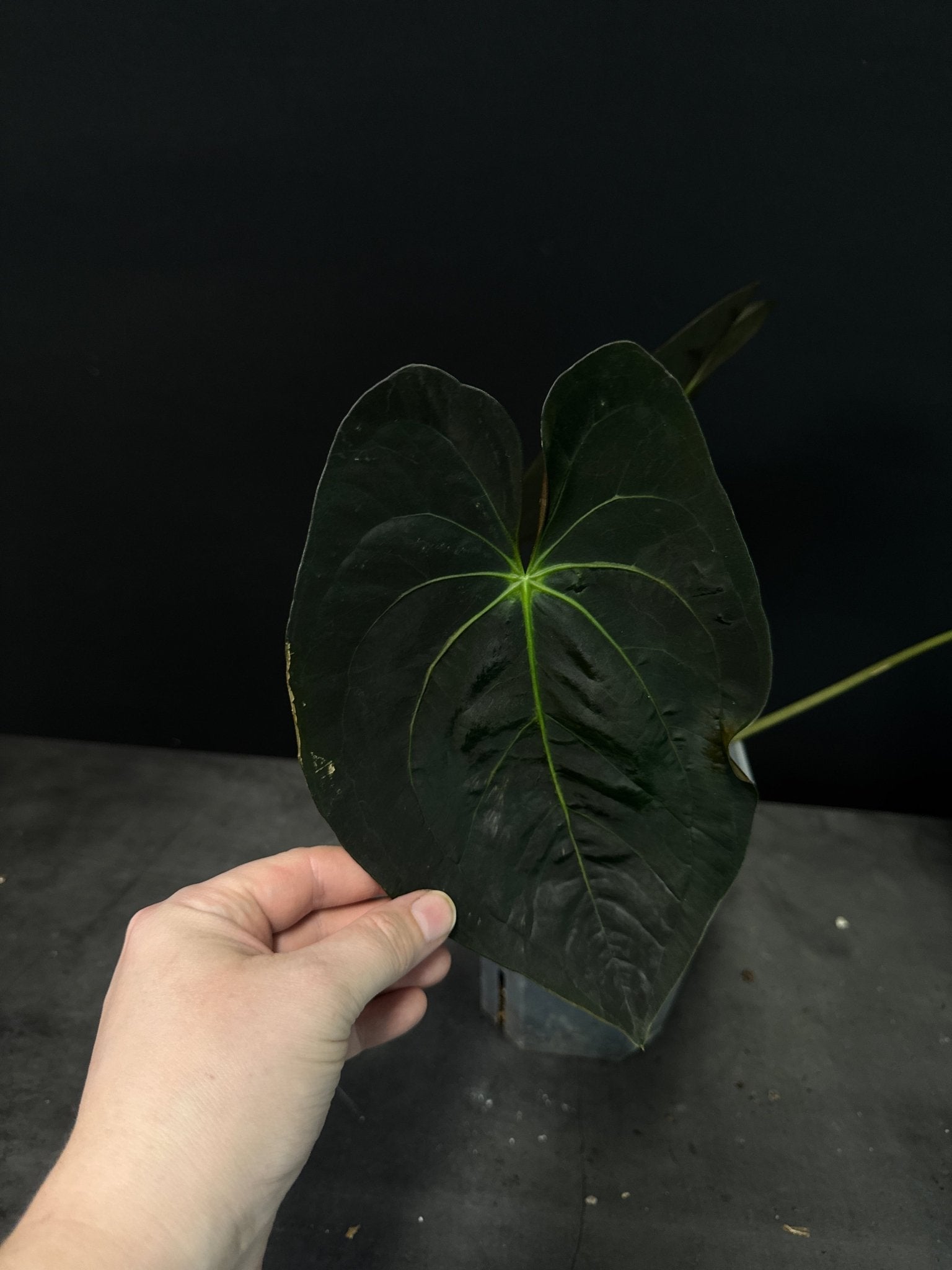 Anthurium Papillilaminum 'Guna Yala' (Pure Pap) - SMUKHI