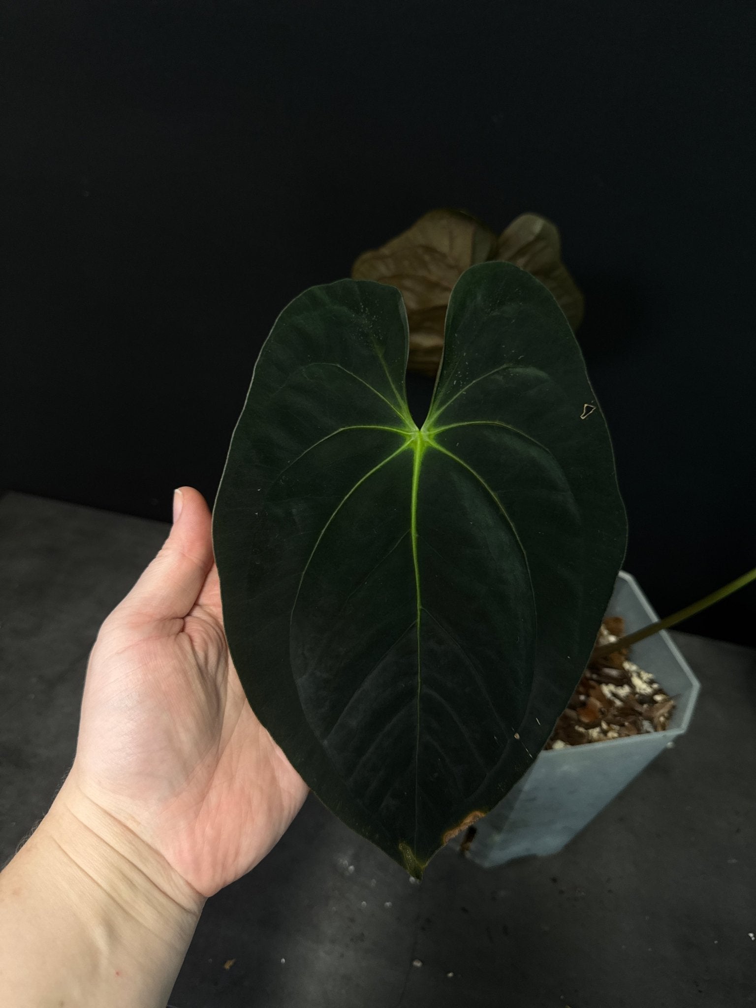 Anthurium Papillilaminum 'Guna Yala' (Pure Pap) - SMUKHI