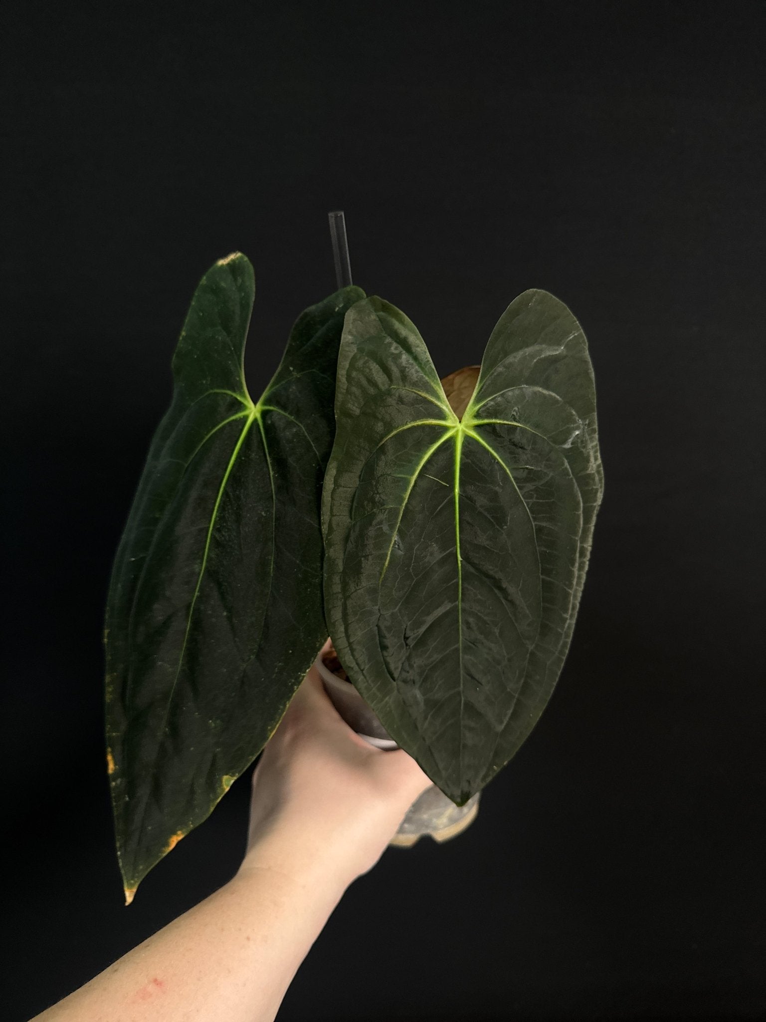 Anthurium Papillilaminum 'Guna Yala' (Pure) - SMUKHI