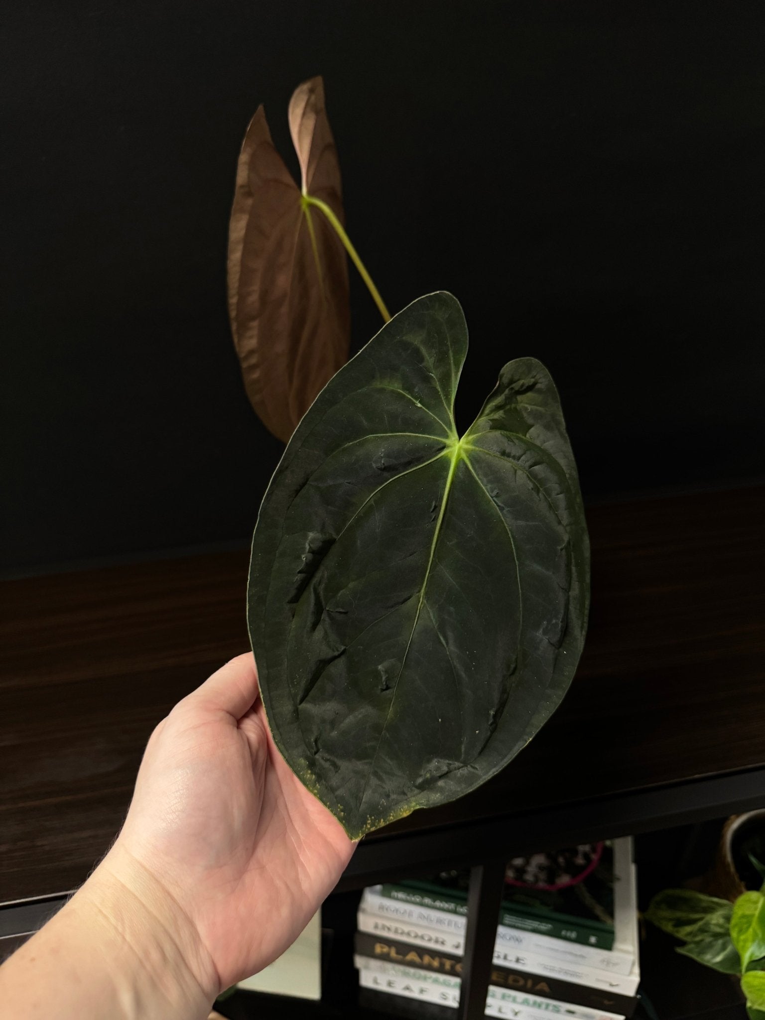 Anthurium Papillilaminum 'Guna Yala' (Pure) - SMUKHI