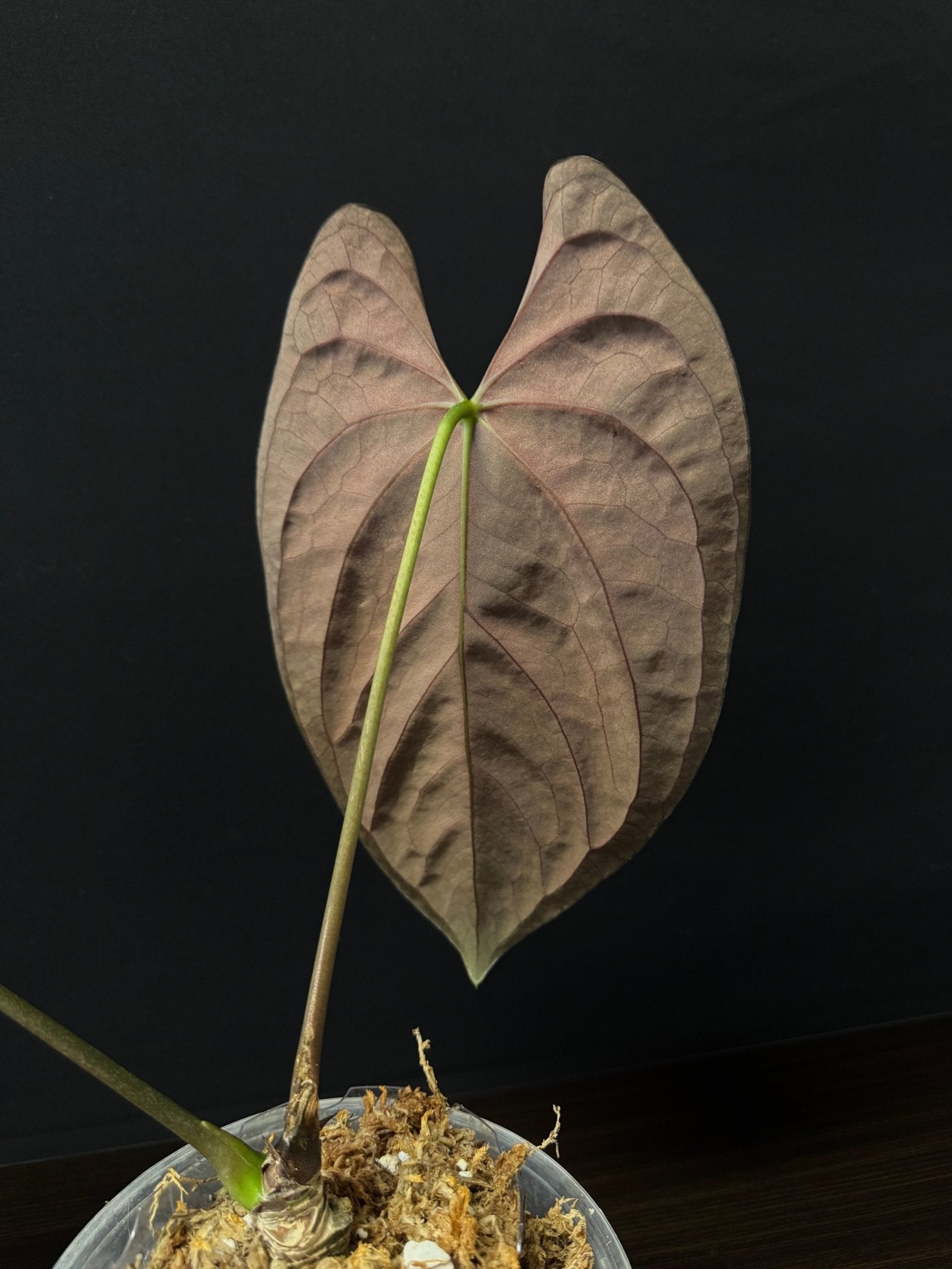 Anthurium Papillilaminum 'Guna Yala' (Pure) - SMUKHI