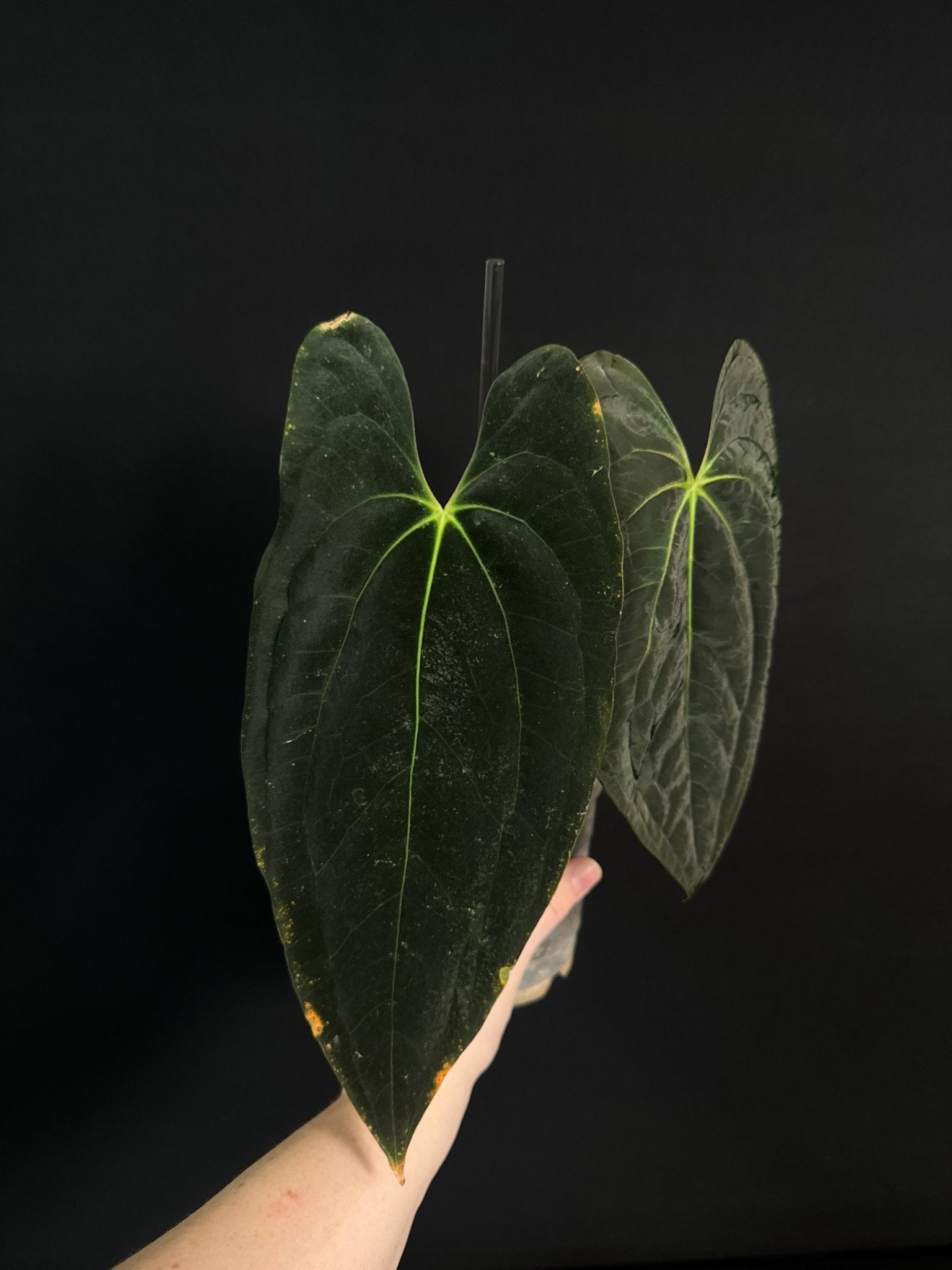 Anthurium Papillilaminum 'Guna Yala' (Pure) - SMUKHI