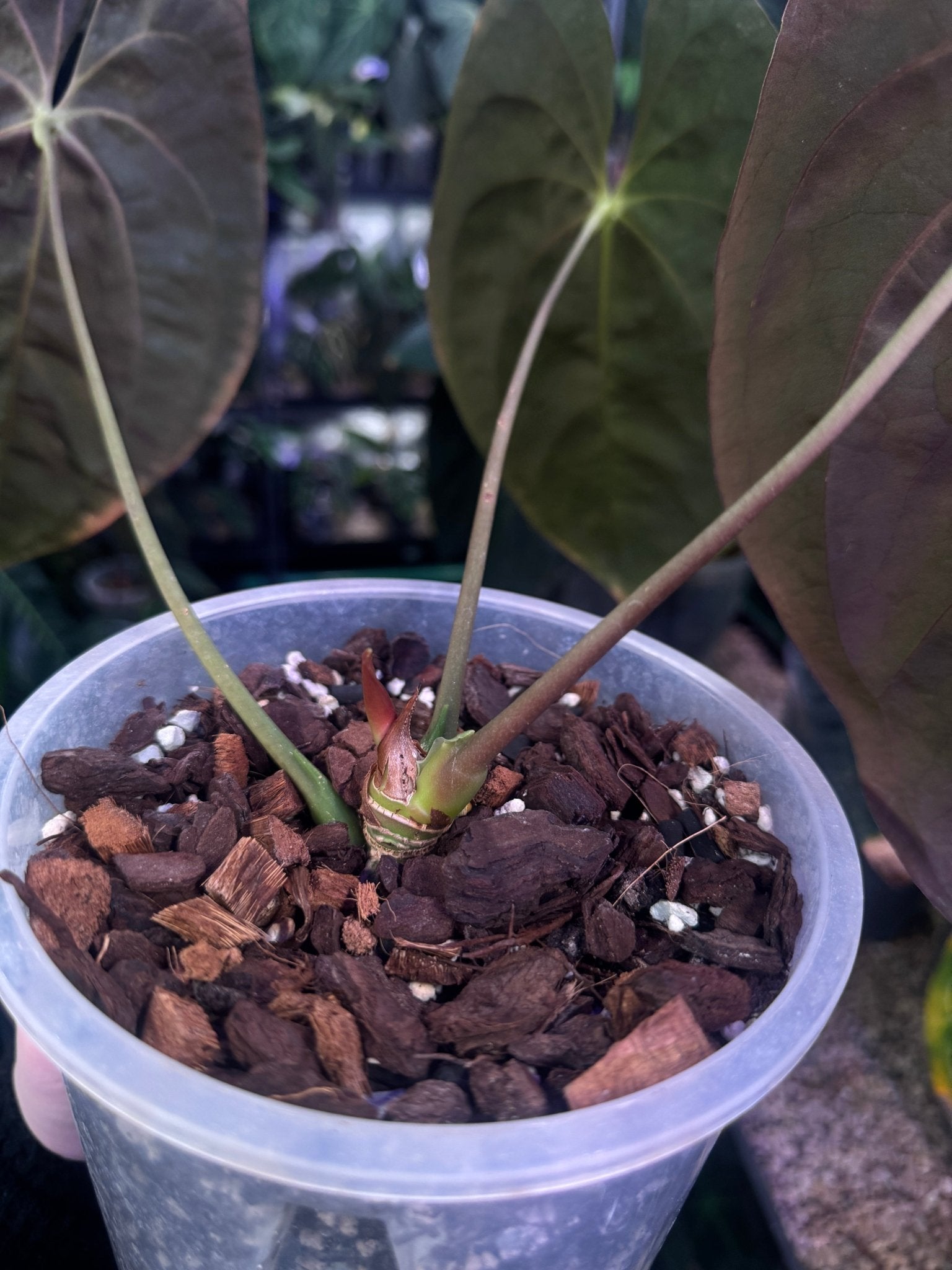 Anthurium Papillilaminum 'Guna Yala' - SMUKHI