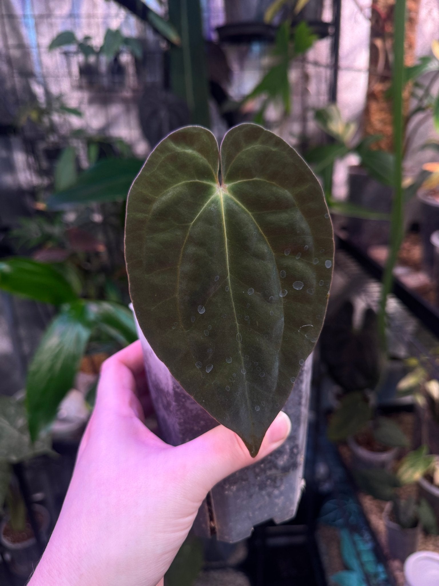 Anthurium Papillilaminum 'Guna Yala' - SMUKHI