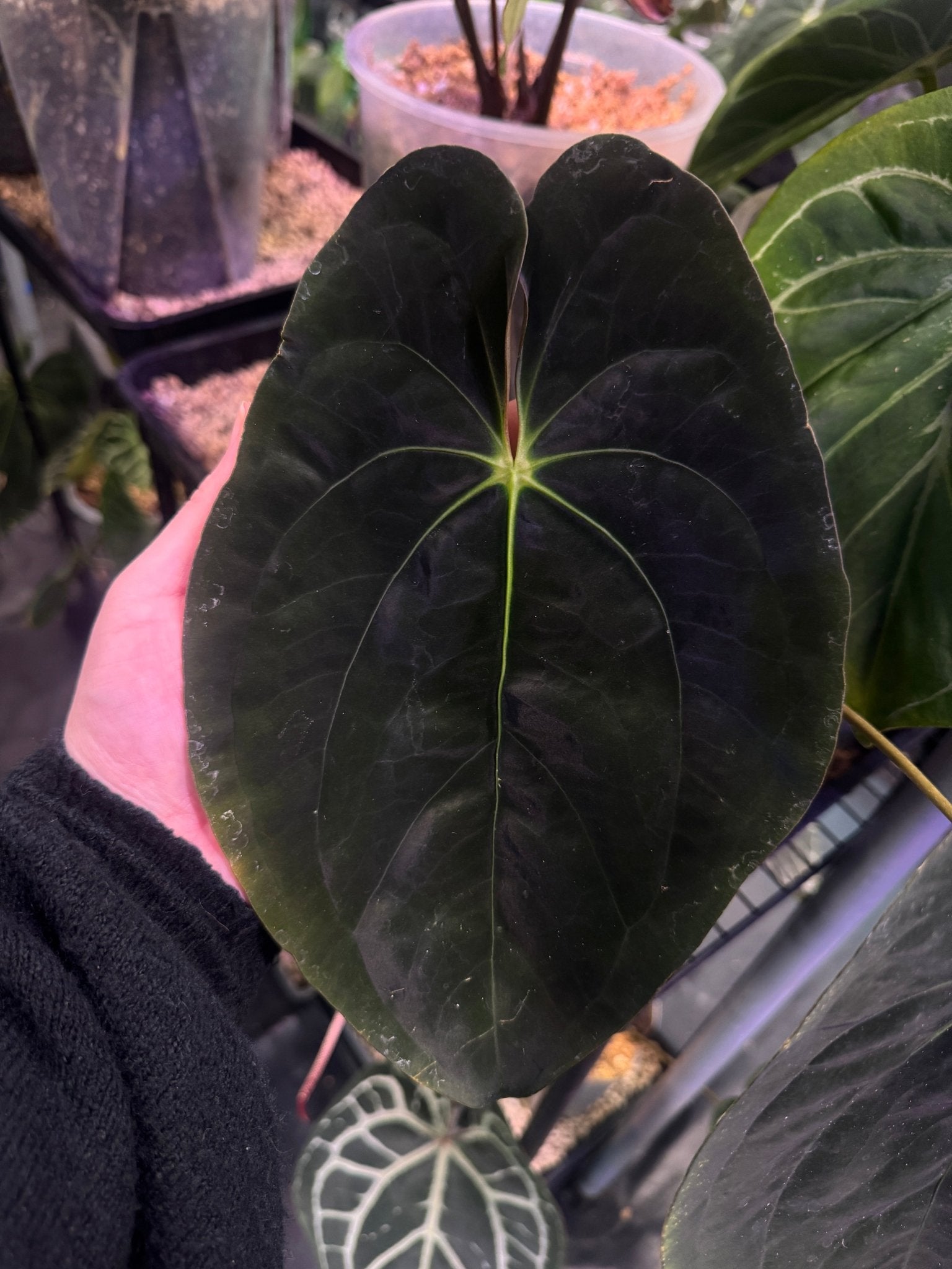 Anthurium Papillilaminum 'Guna Yala' - SMUKHI