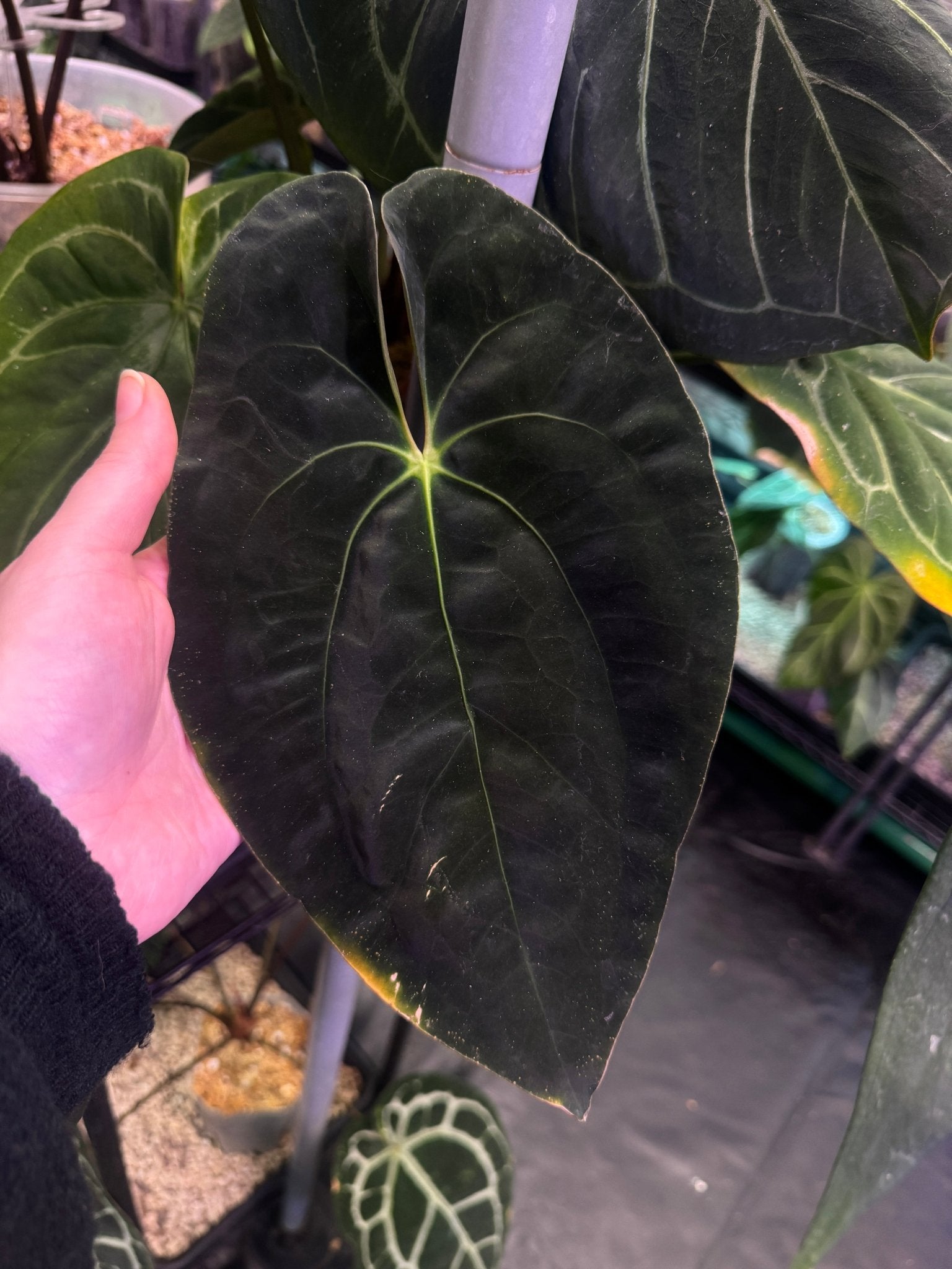 Anthurium Papillilaminum 'Guna Yala' - SMUKHI