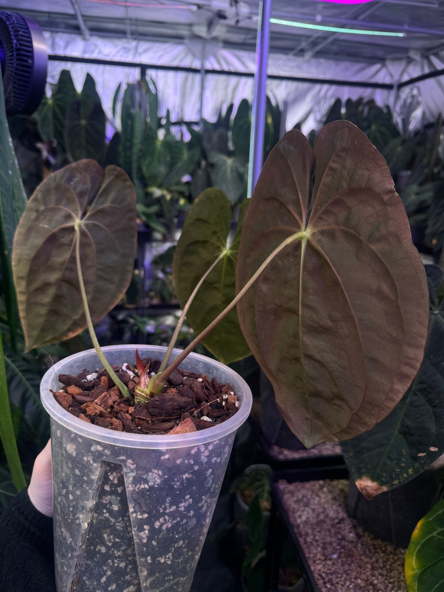 Anthurium Papillilaminum 'Guna Yala' - SMUKHI