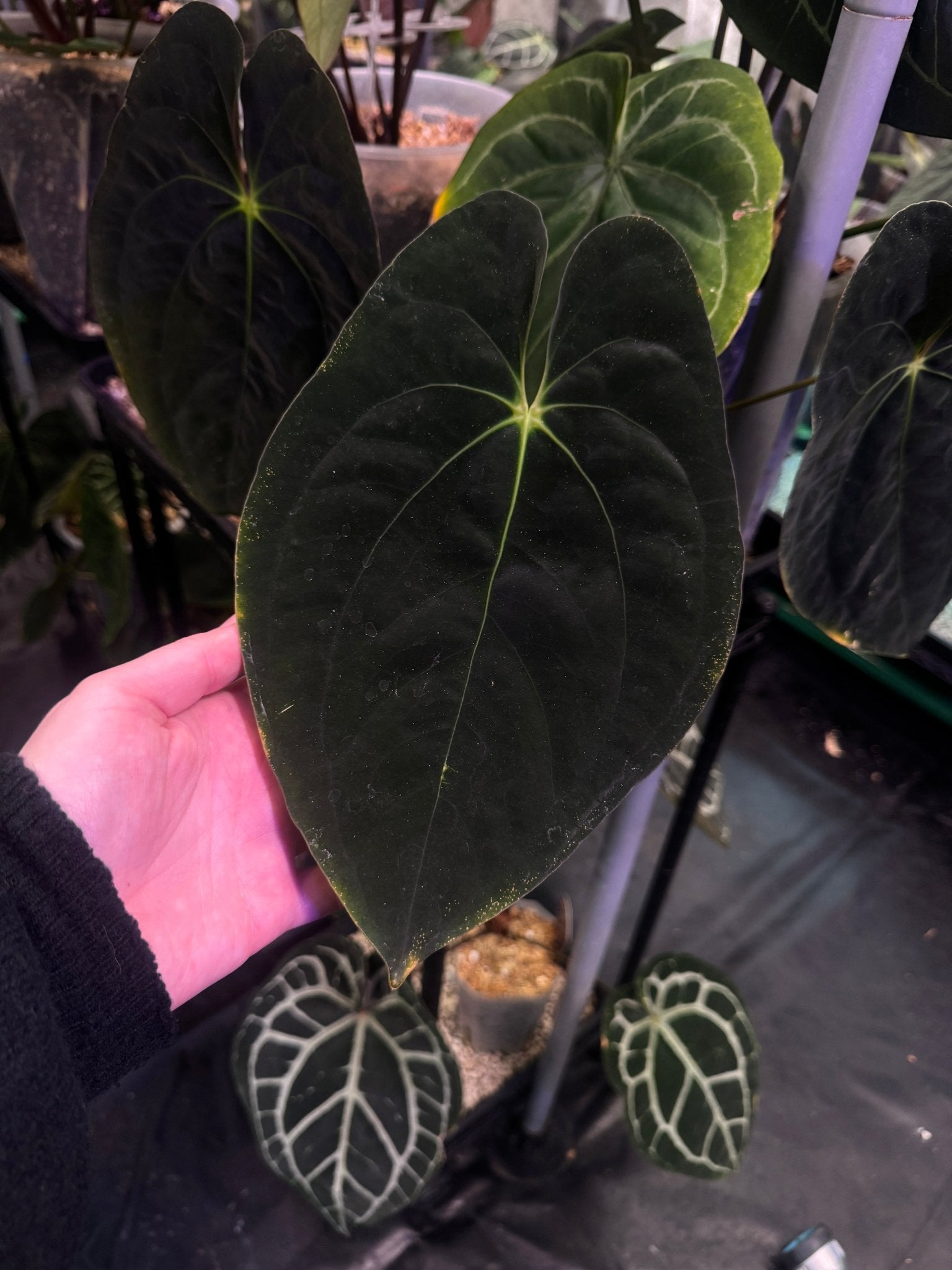 Anthurium Papillilaminum 'Guna Yala' - SMUKHI