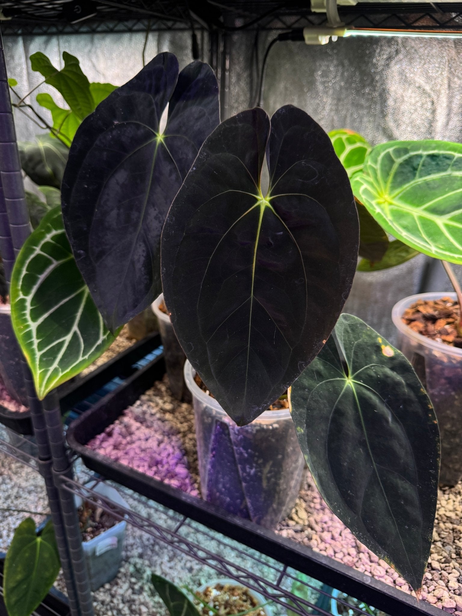 Anthurium Papillilaminum 'Guna Yala' - SMUKHI