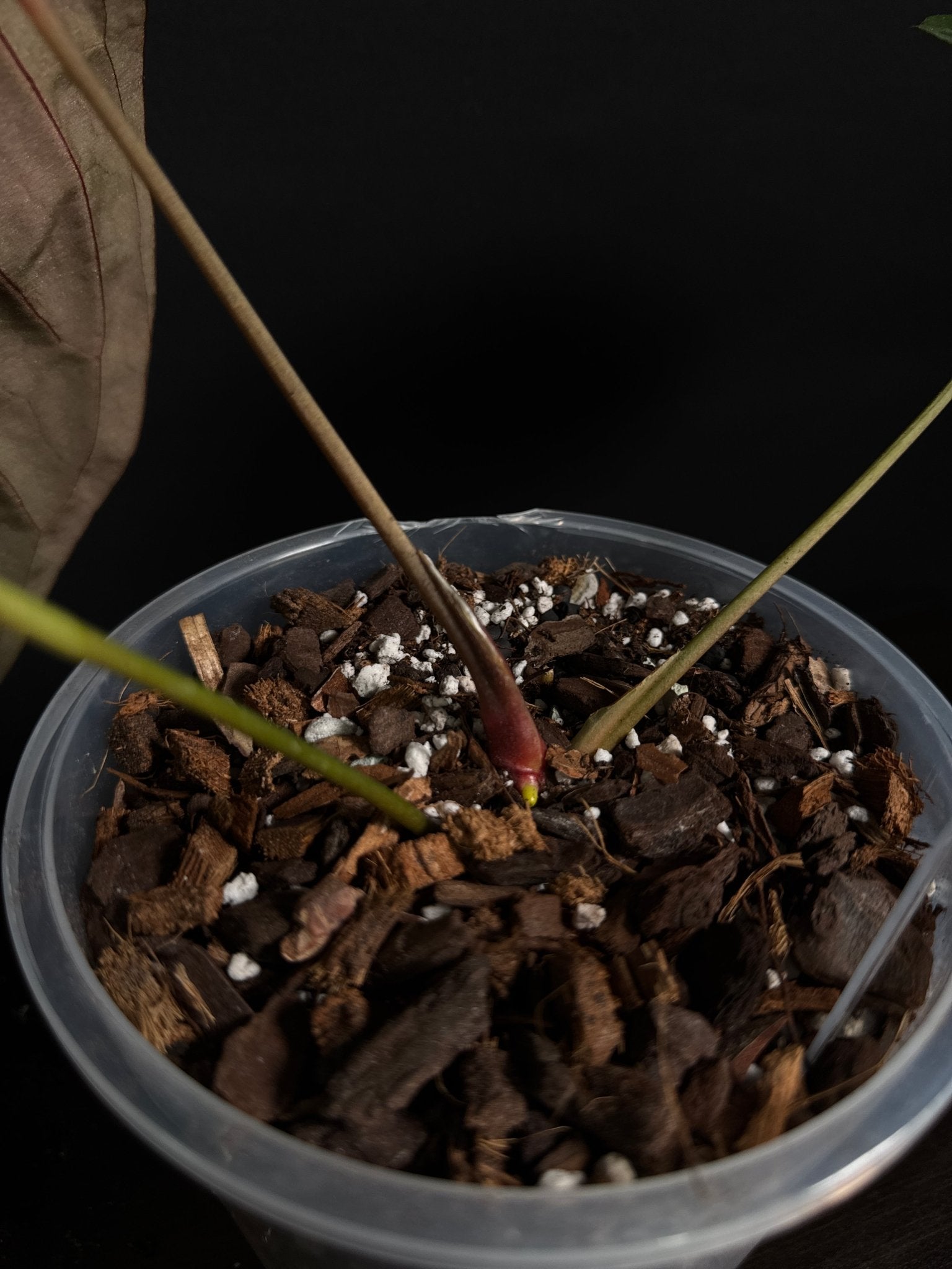 Anthurium Papillilaminum 'Lunox' - SMUKHI