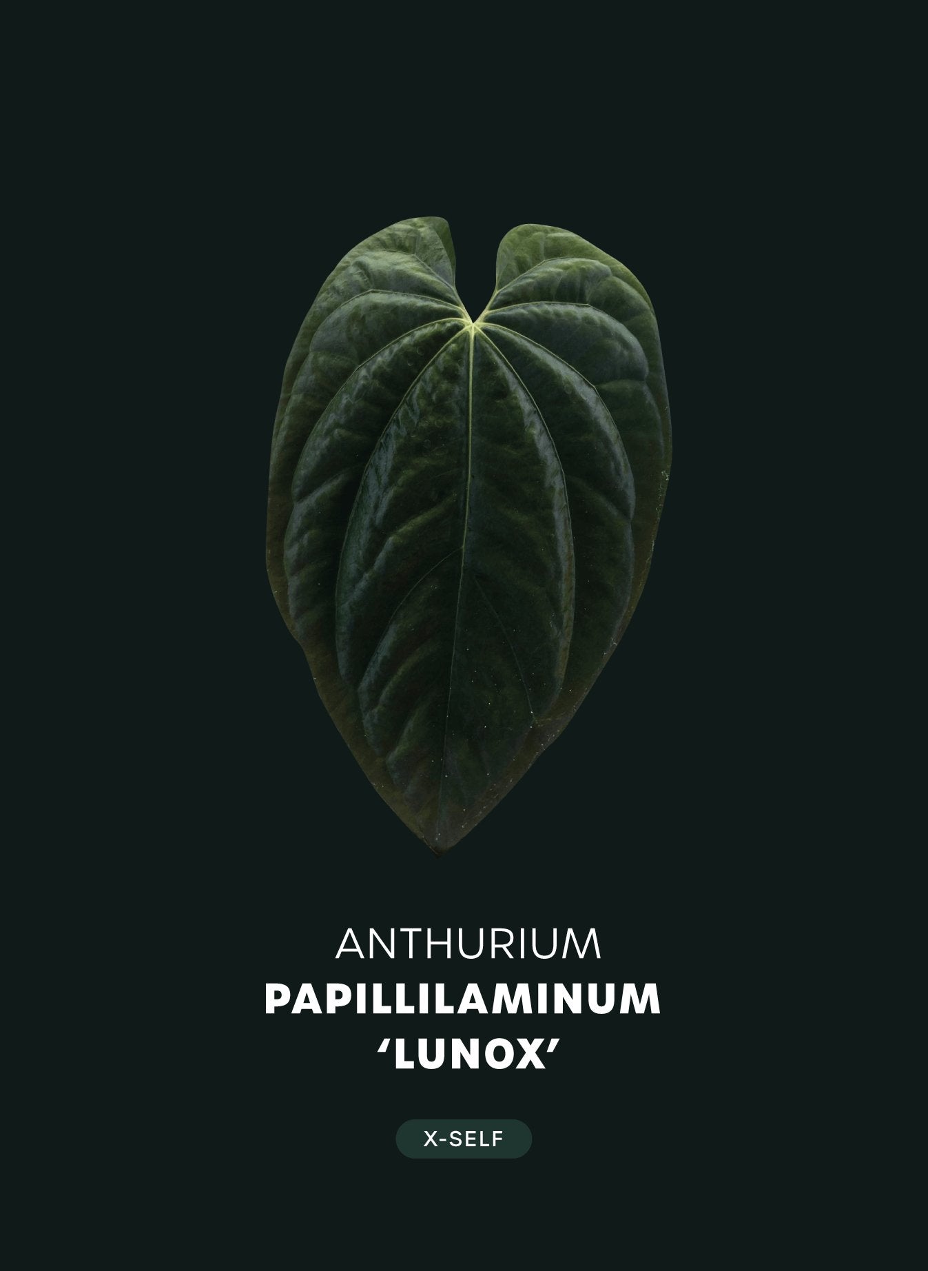 Anthurium Papillilaminum 'Lunox' - SMUKHI