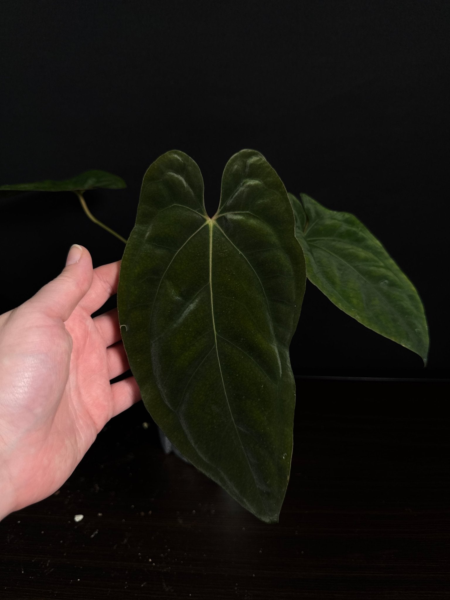 Anthurium Papillilaminum 'Lunox' - SMUKHI