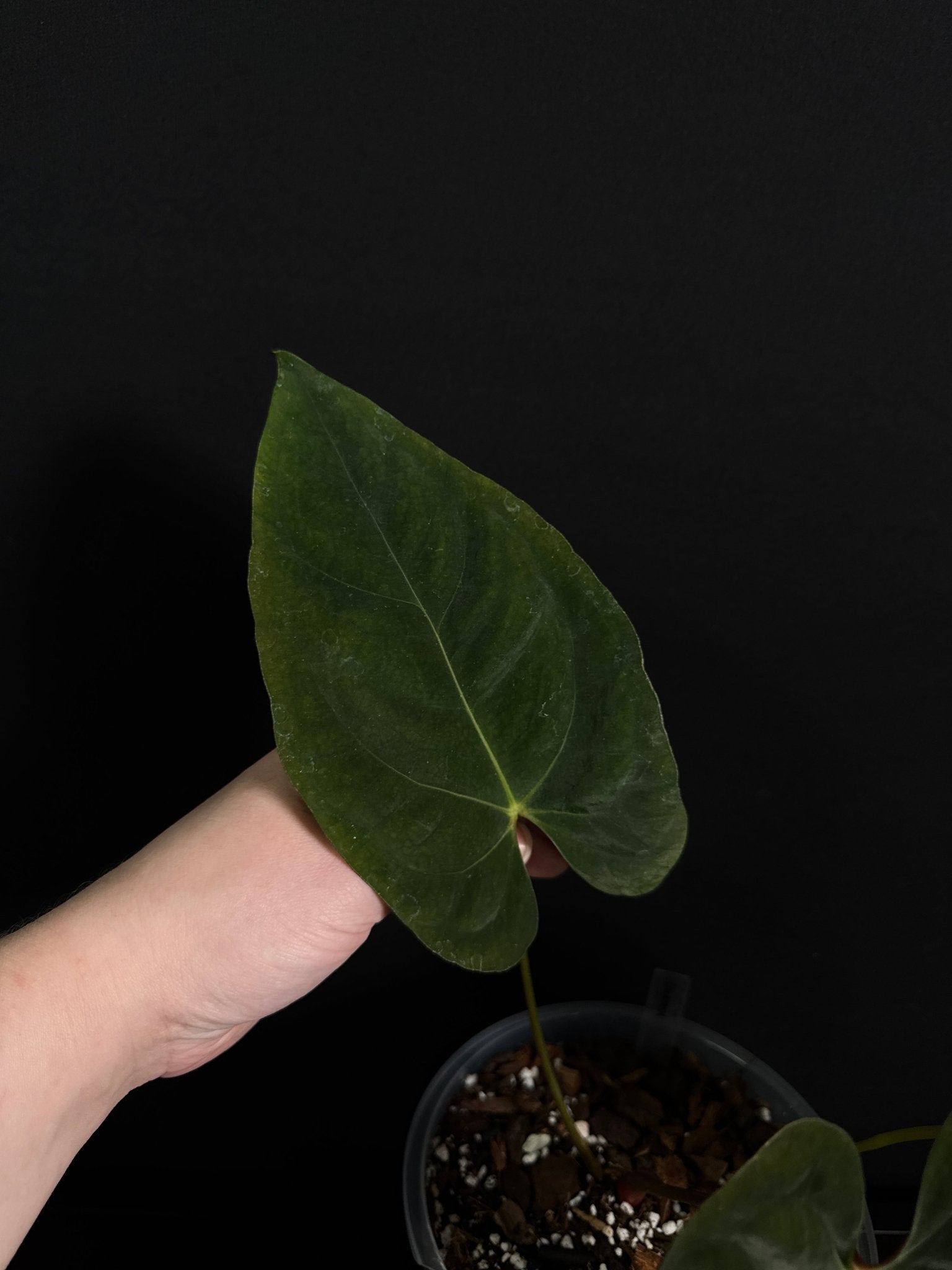 Anthurium Papillilaminum 'Lunox' - SMUKHI