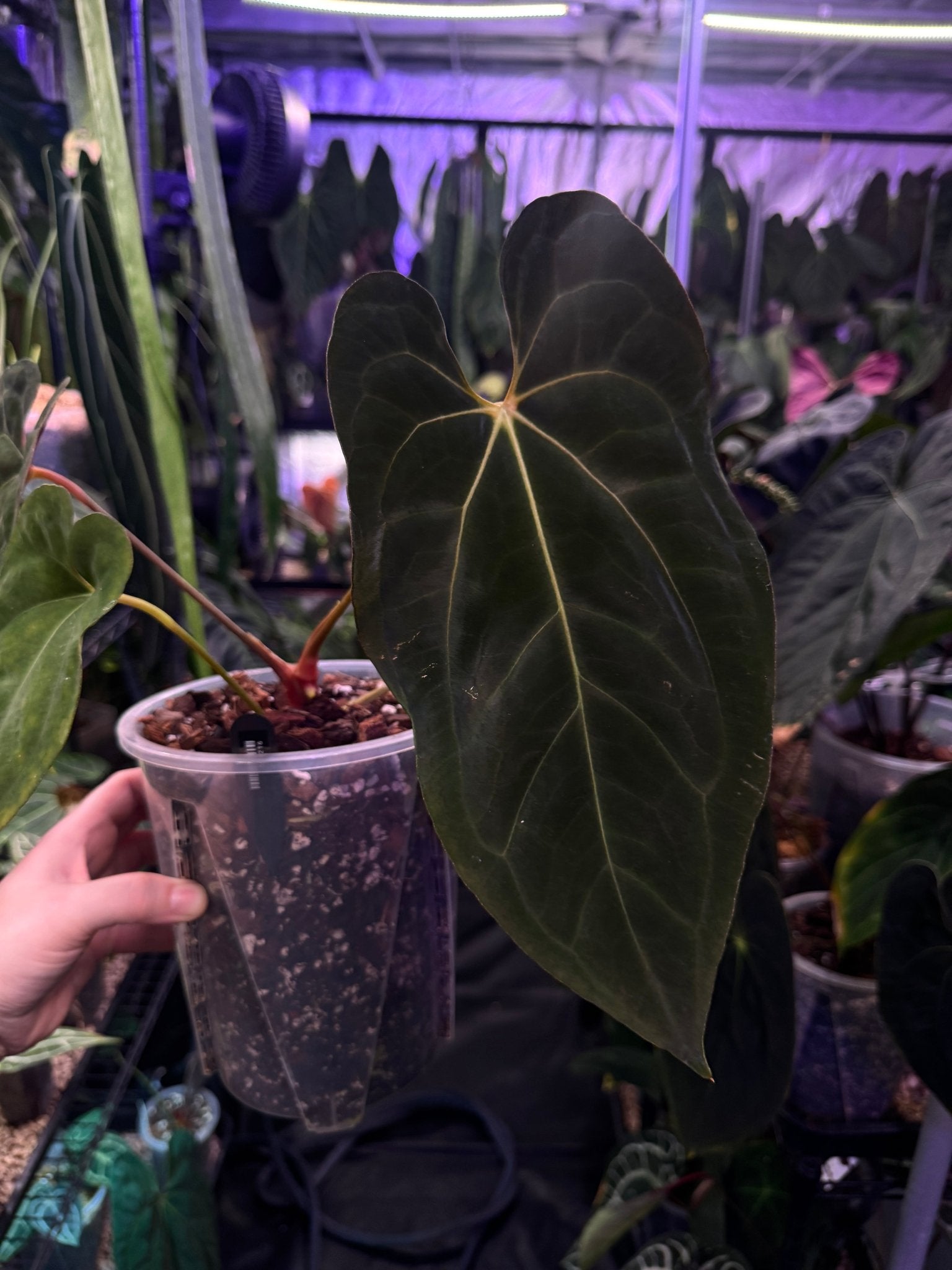 Anthurium Papillilaminum 'Lunox' - SMUKHI