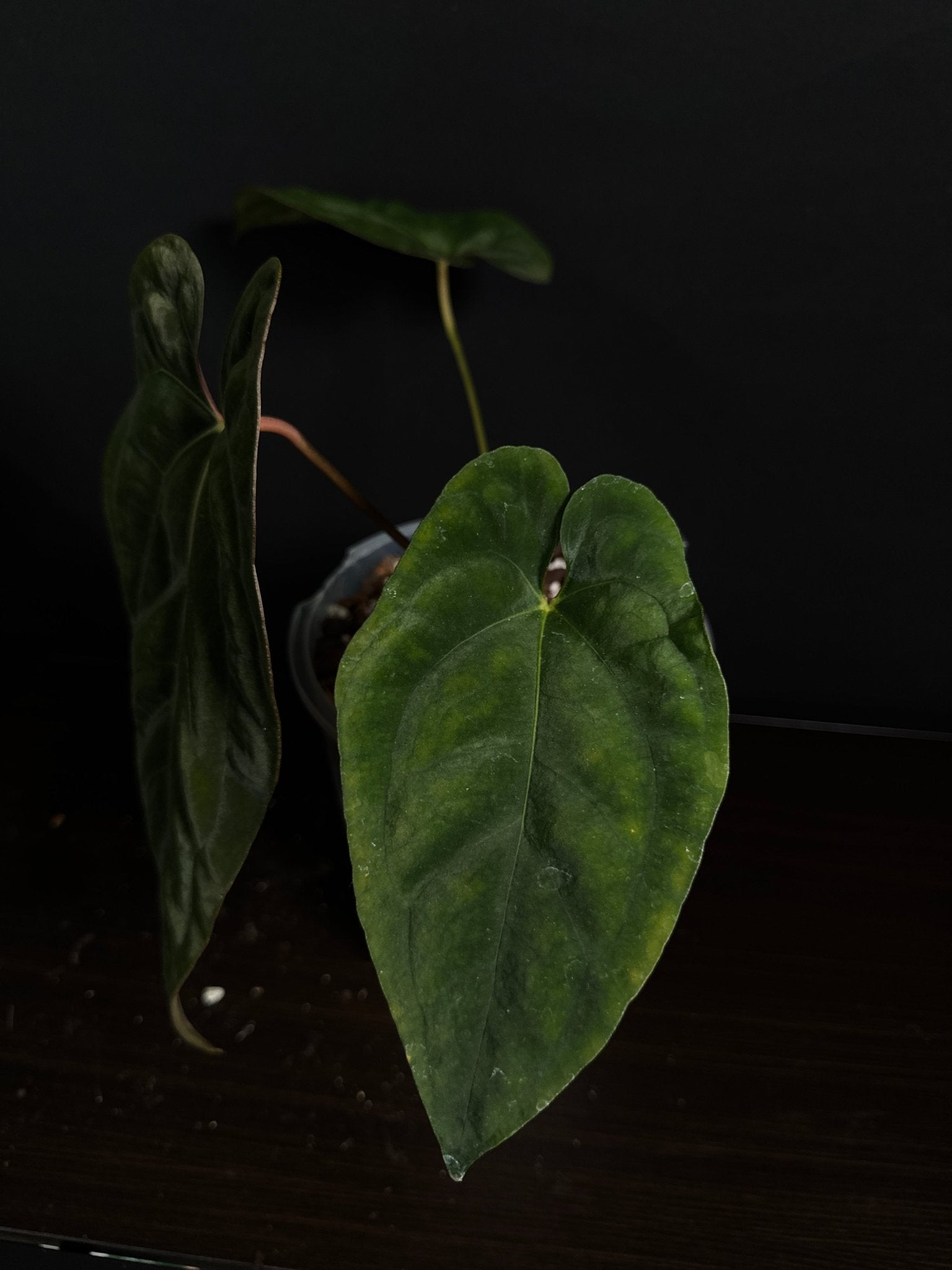 Anthurium Papillilaminum 'Lunox' - SMUKHI