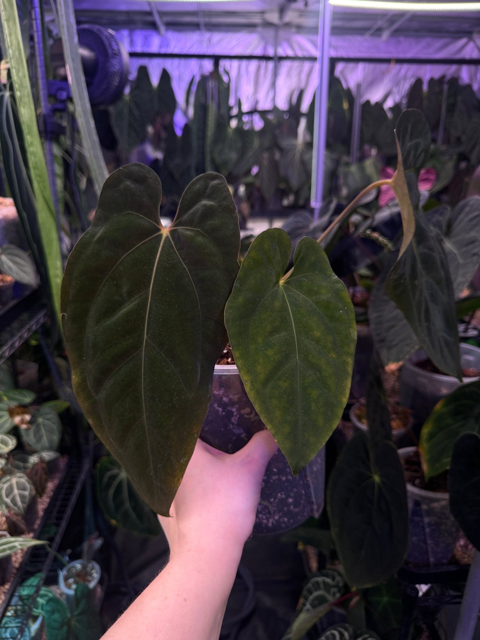 Anthurium Papillilaminum 'Lunox' - SMUKHI