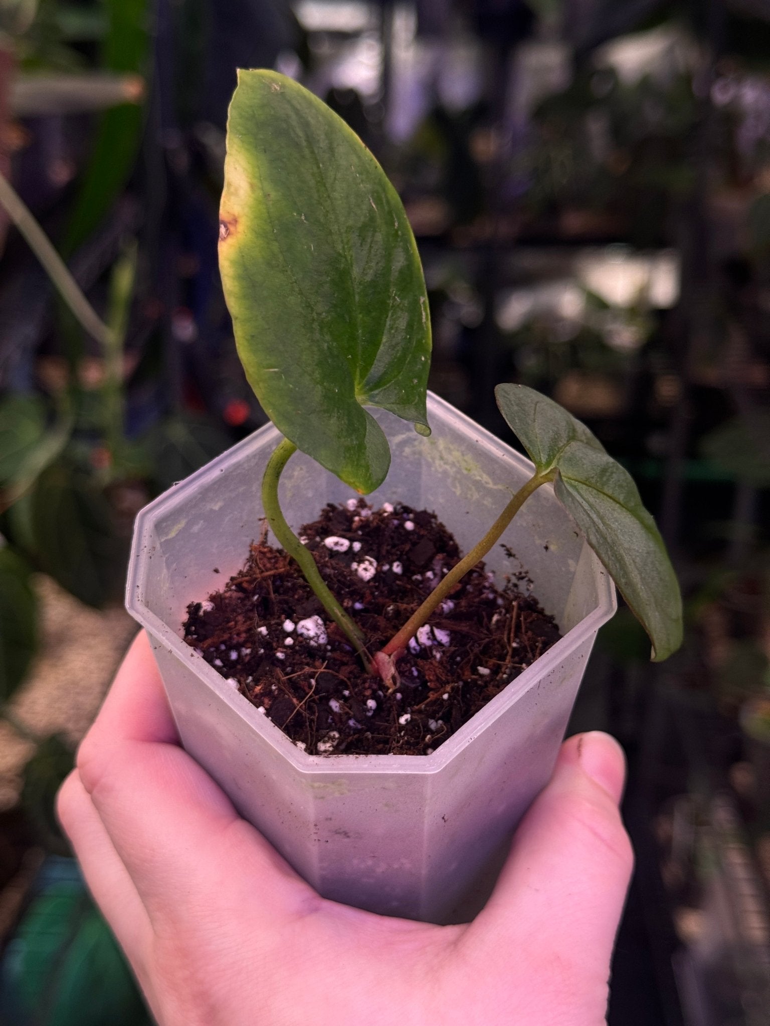 Anthurium Papillilaminum ‘Marie’ - Clone - SMUKHI