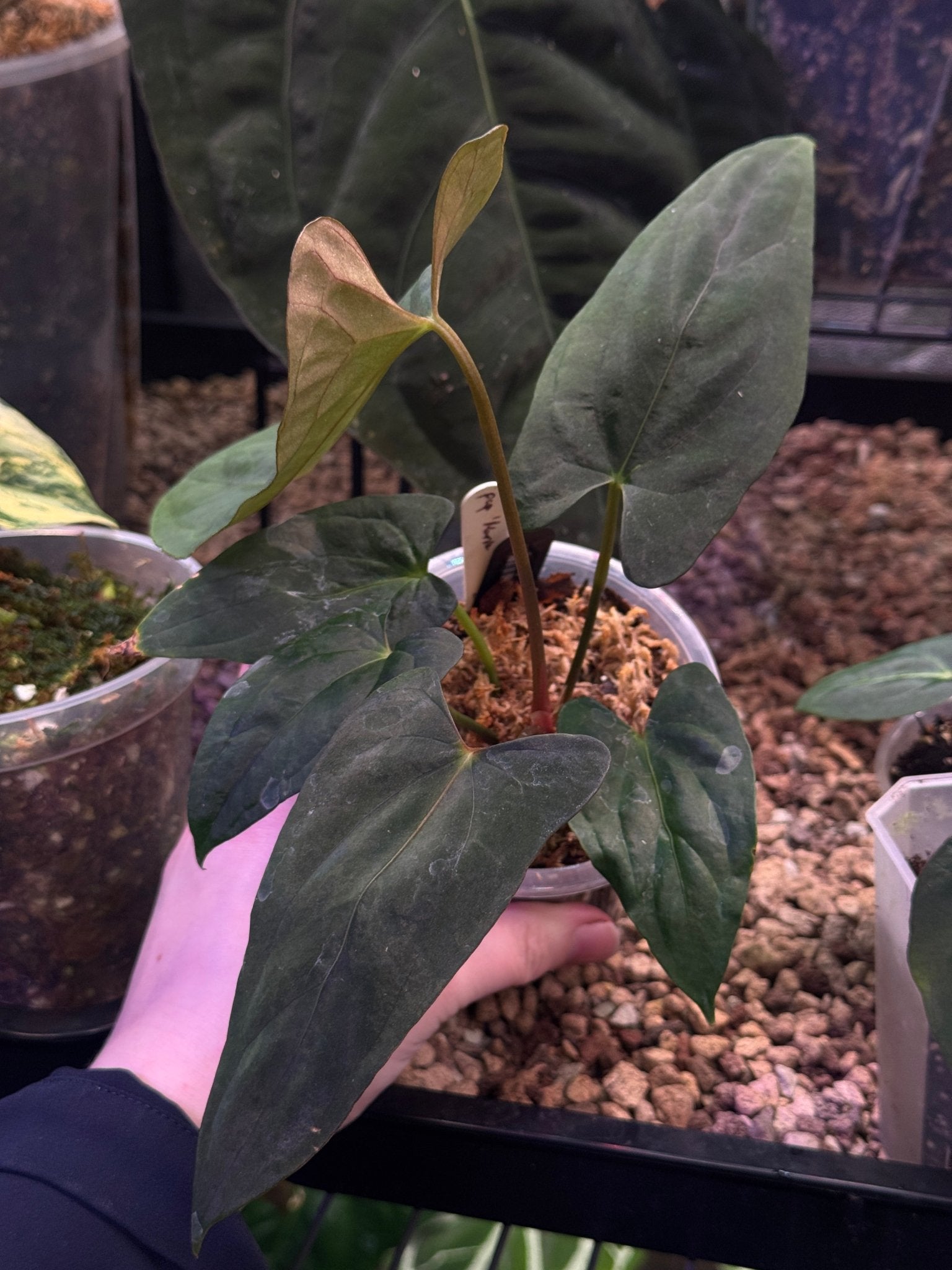 Anthurium Papillilaminum ‘Marie’ - Clone - SMUKHI